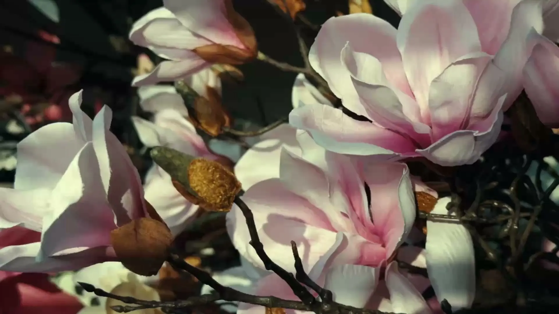 Premium Yulan Magnolia wholesale hero scene