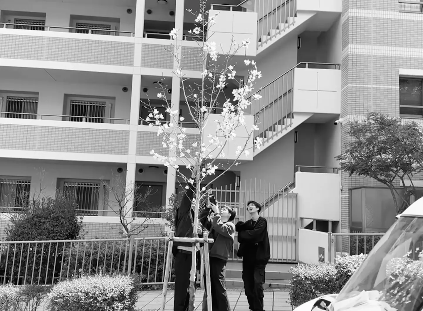 Magnolia field reference in Kobe, Japan