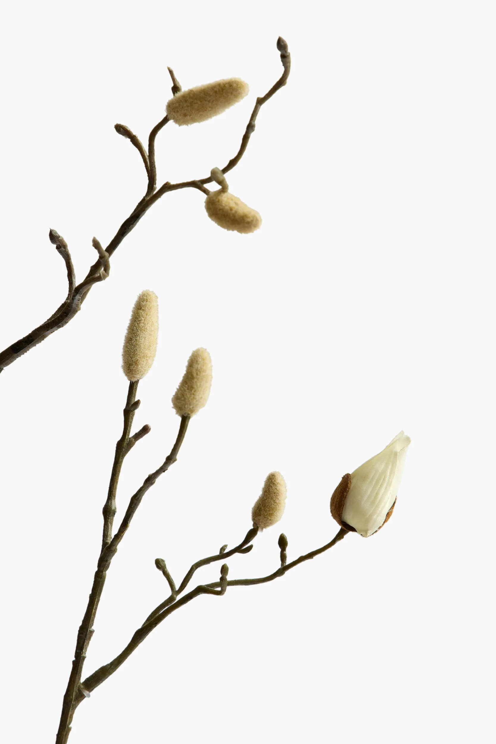 Large Branch Magnolia Buds secondary view