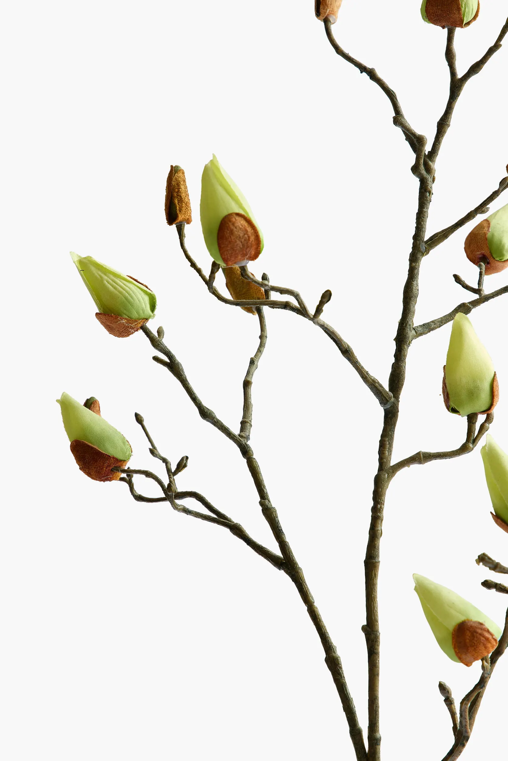 Large Branch Magnolia Buds - Green secondary view