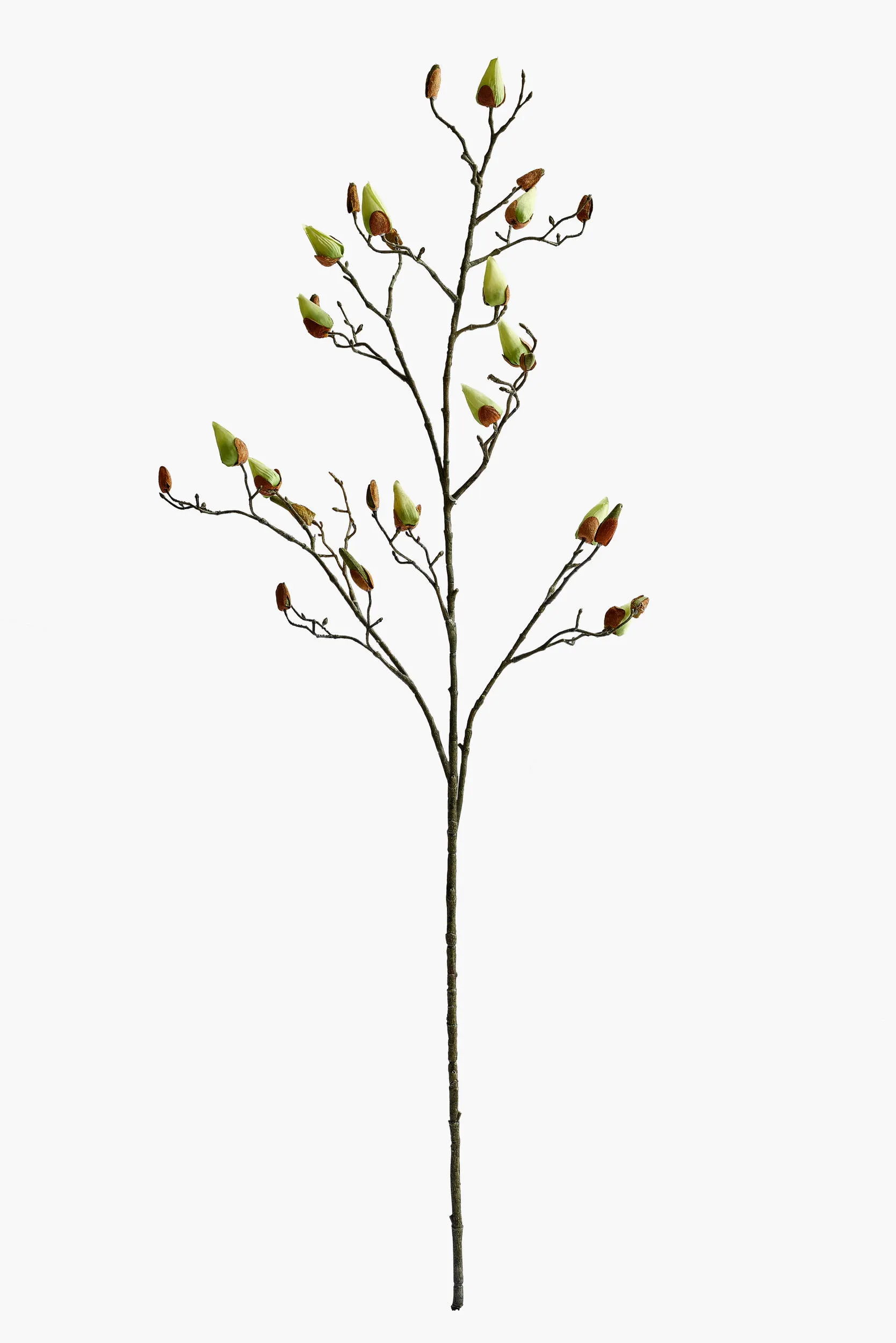 Large Branch Magnolia Buds - Green