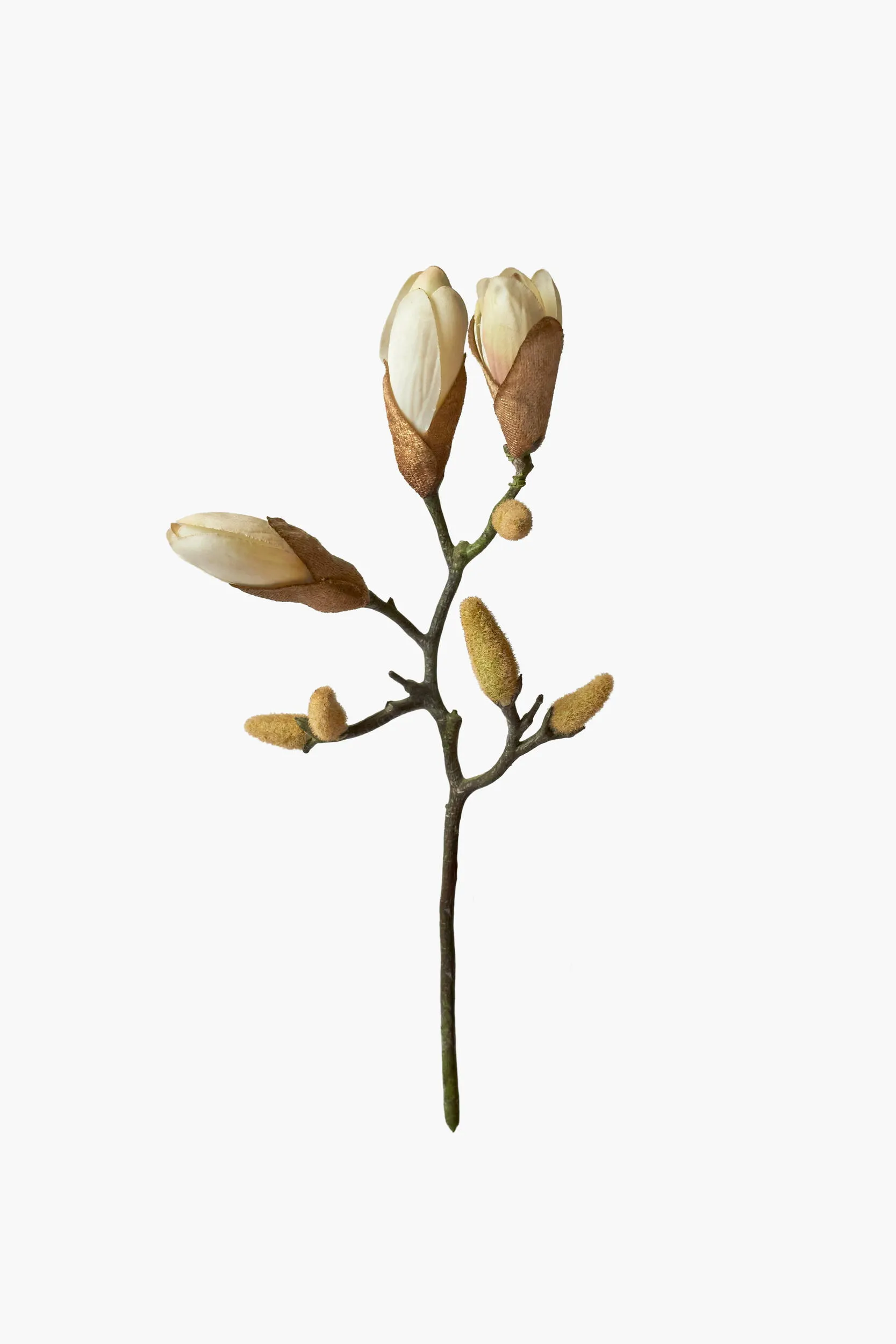 Short Branch Magnolia Buds