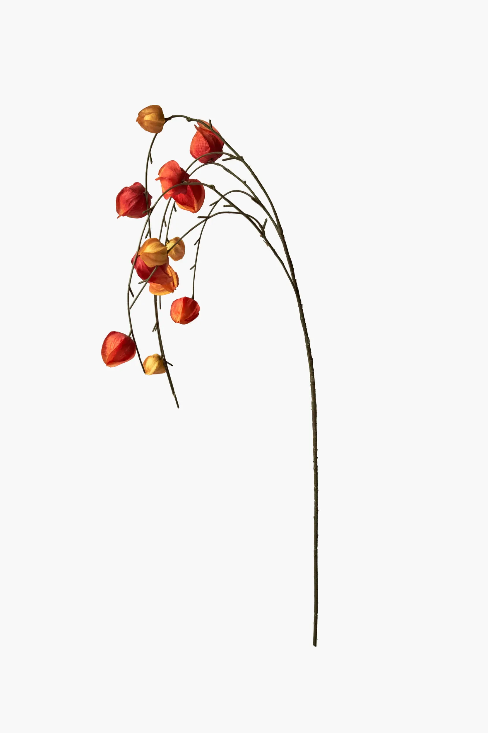 Large Branch Physalis - Color 08