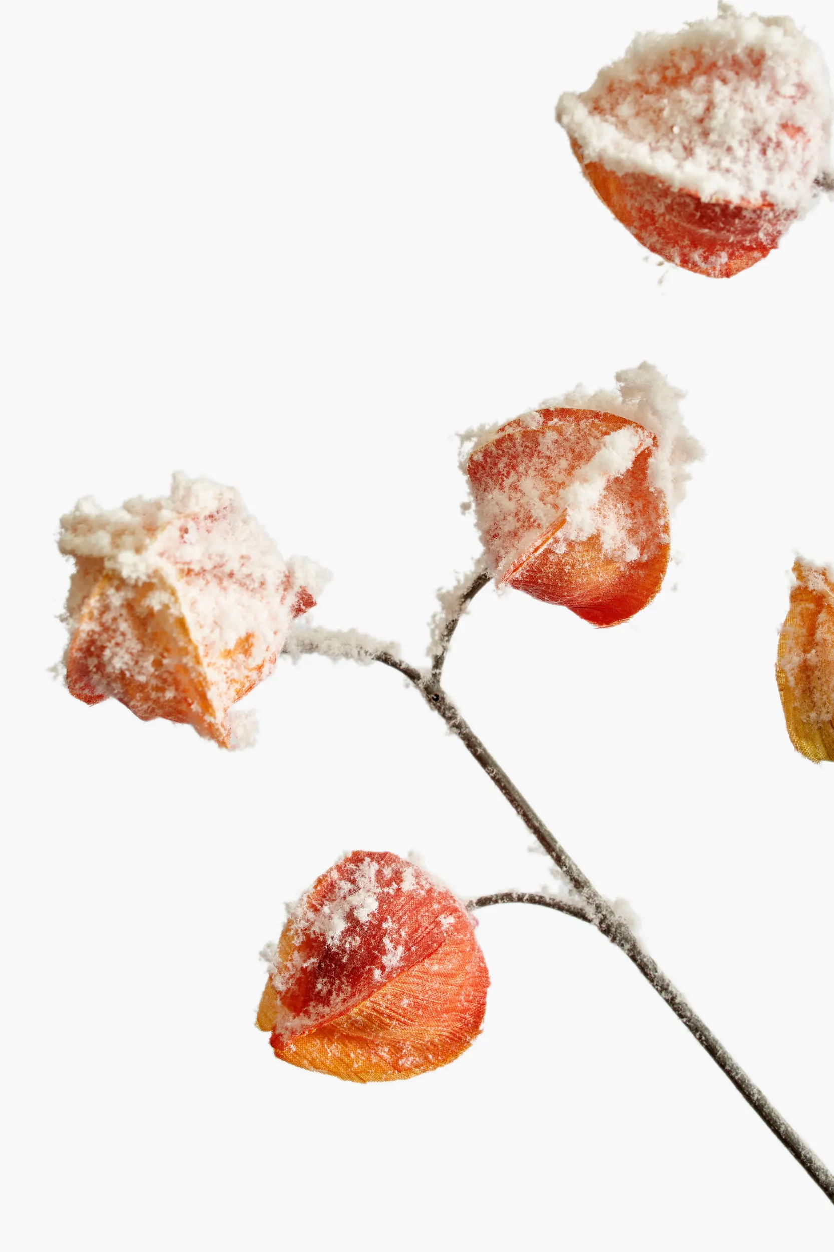 Large Branch Physalis - Color 08 (Snowed) secondary view