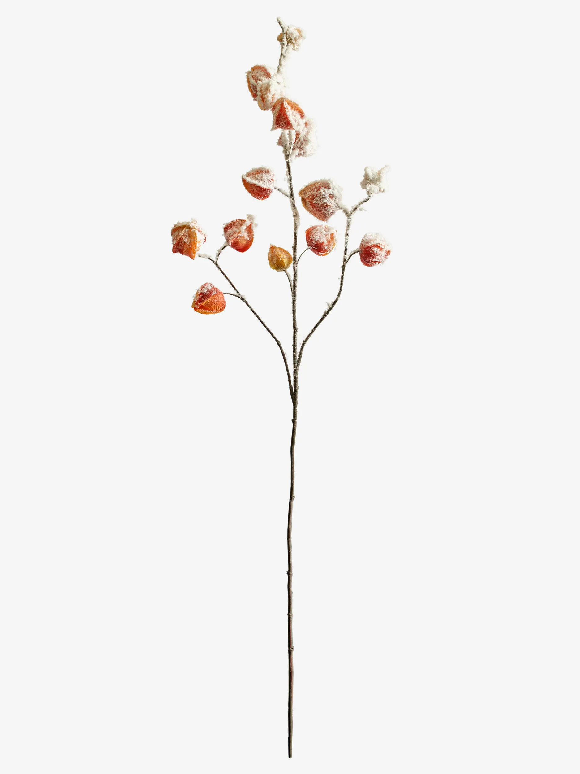 Large Branch Physalis - Color 08 (Snowed)