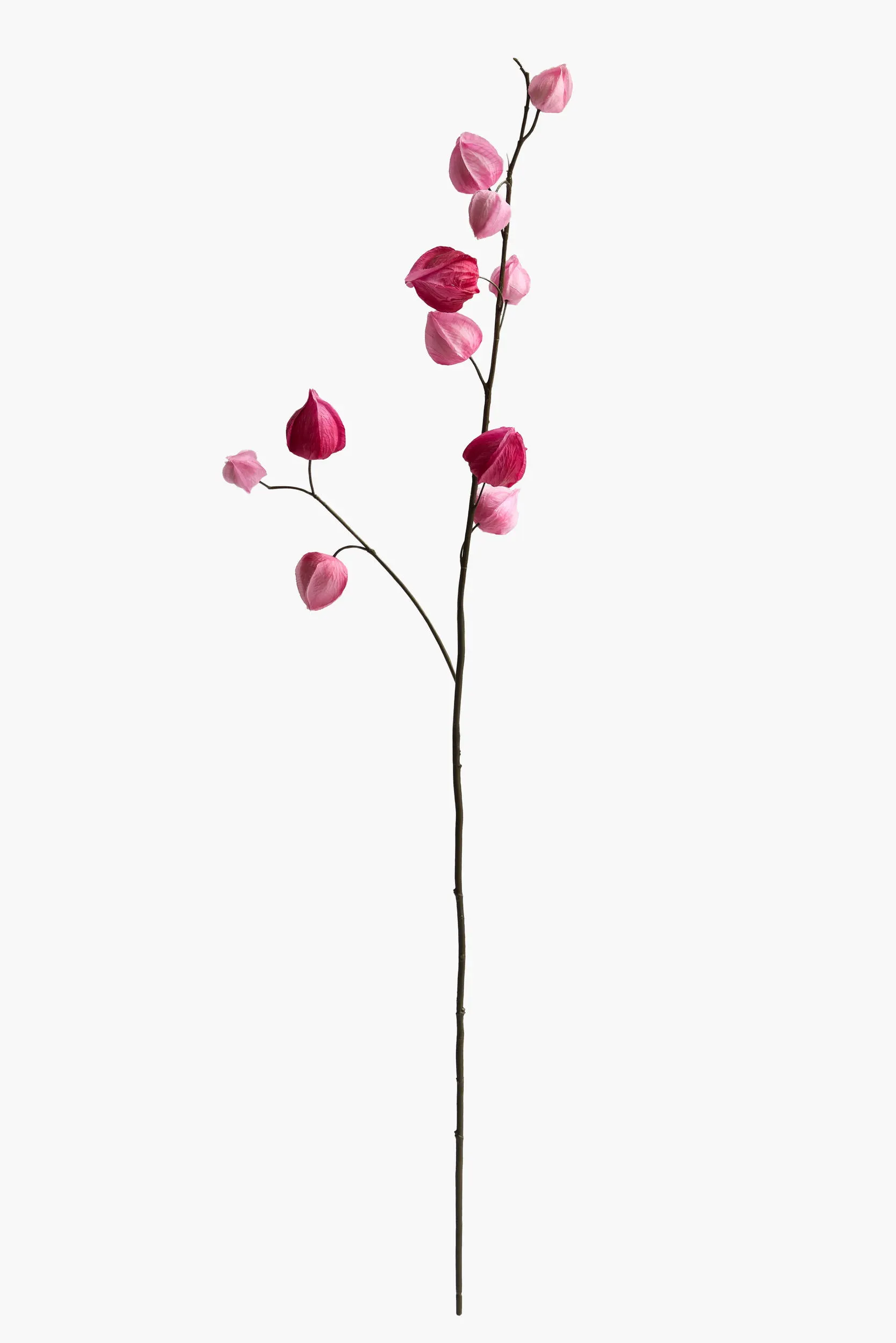 Medium Branch Physalis - Color 03