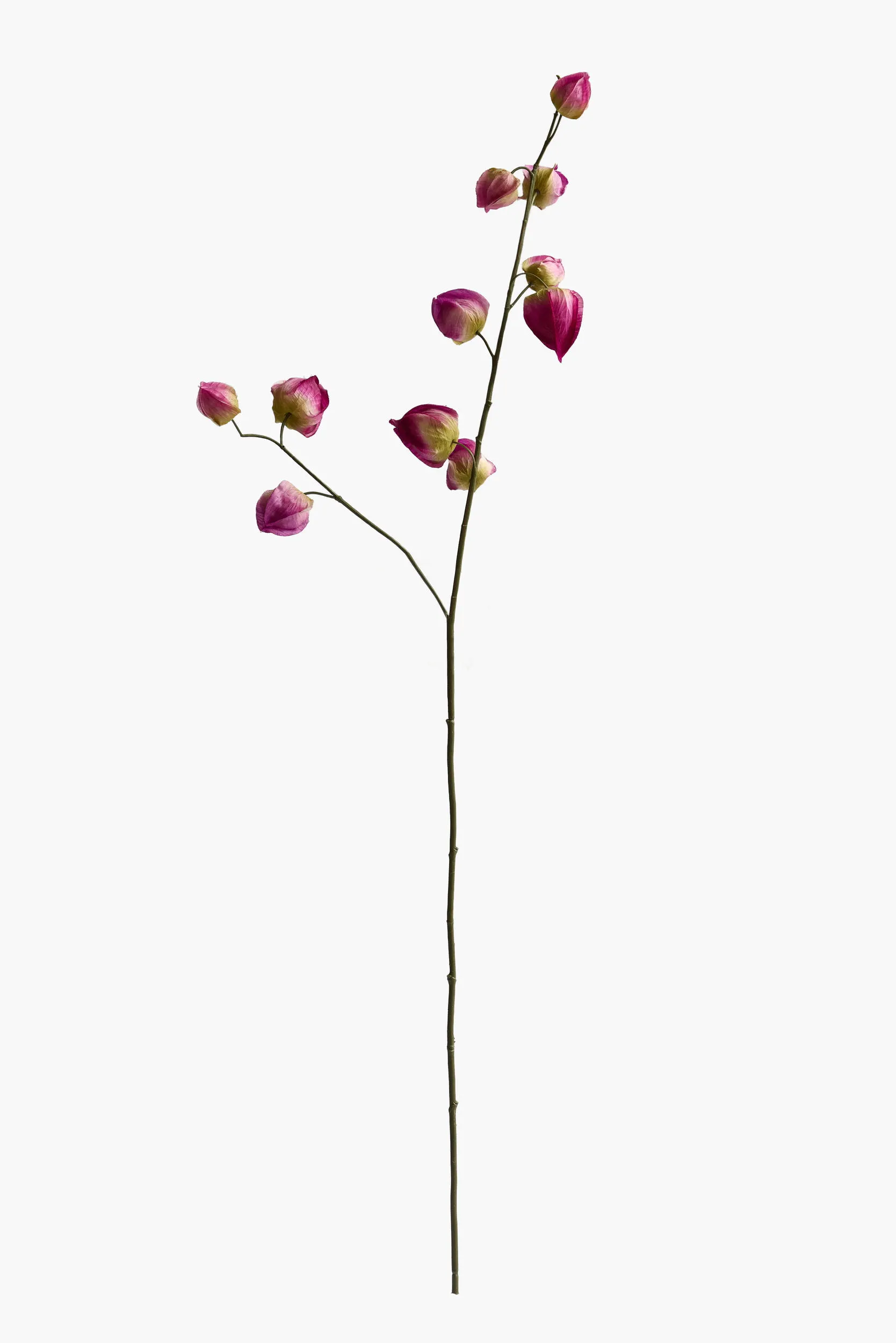 Medium Branch Physalis - Color 04