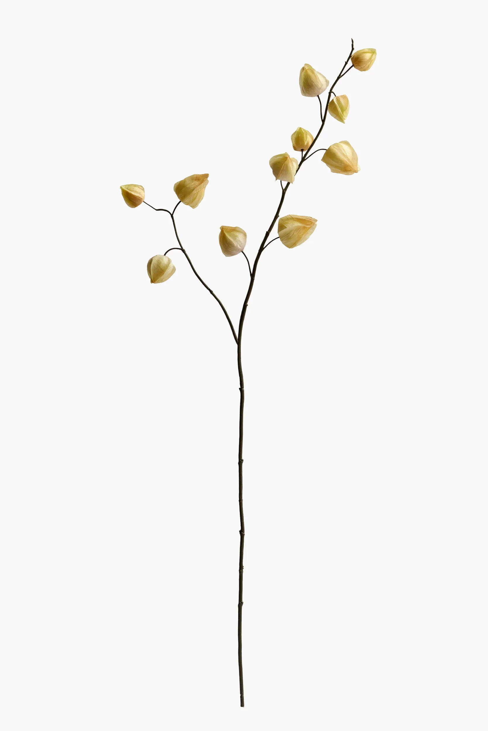 Medium Branch Physalis - Color 05