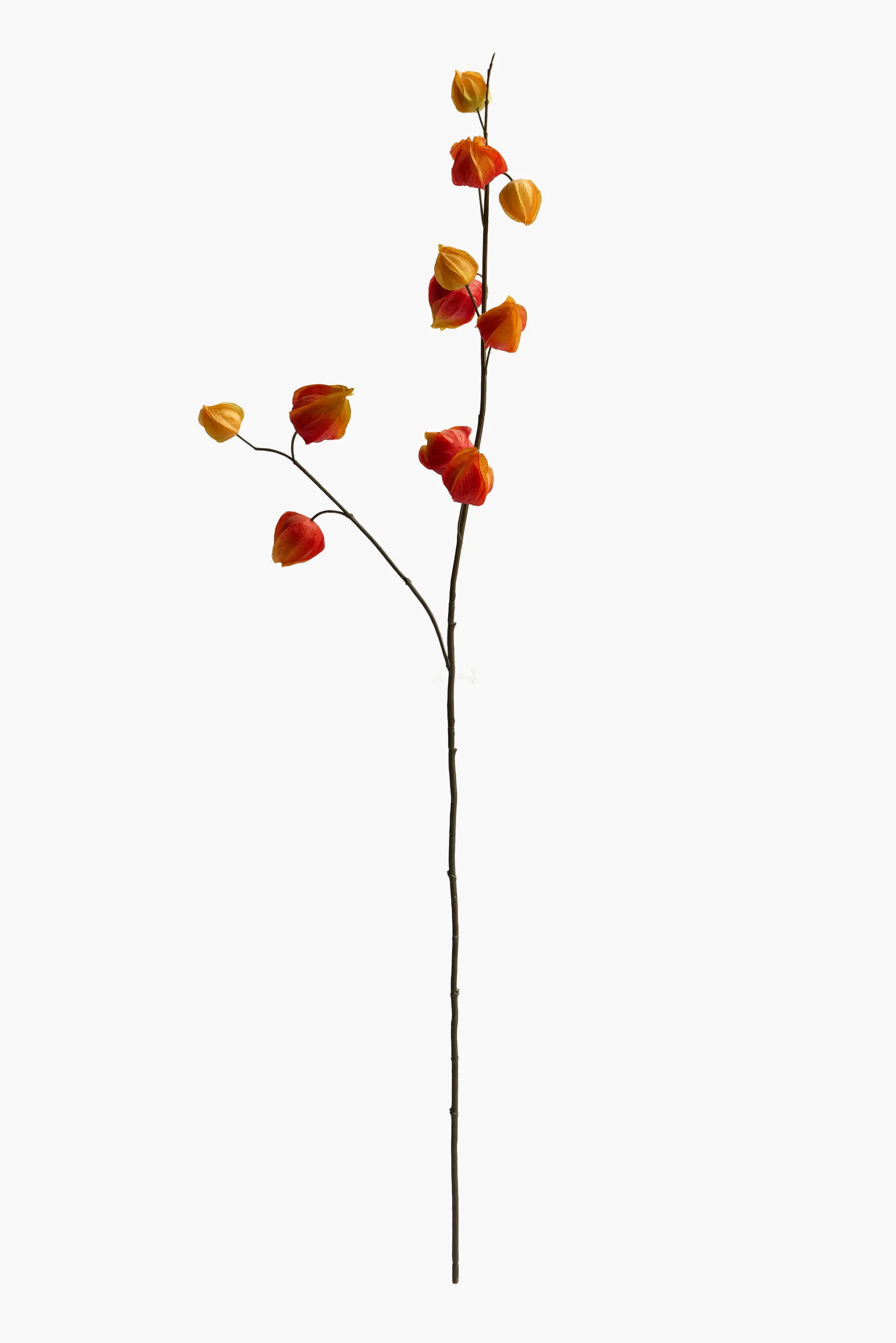 Medium Branch Physalis - Color 08
