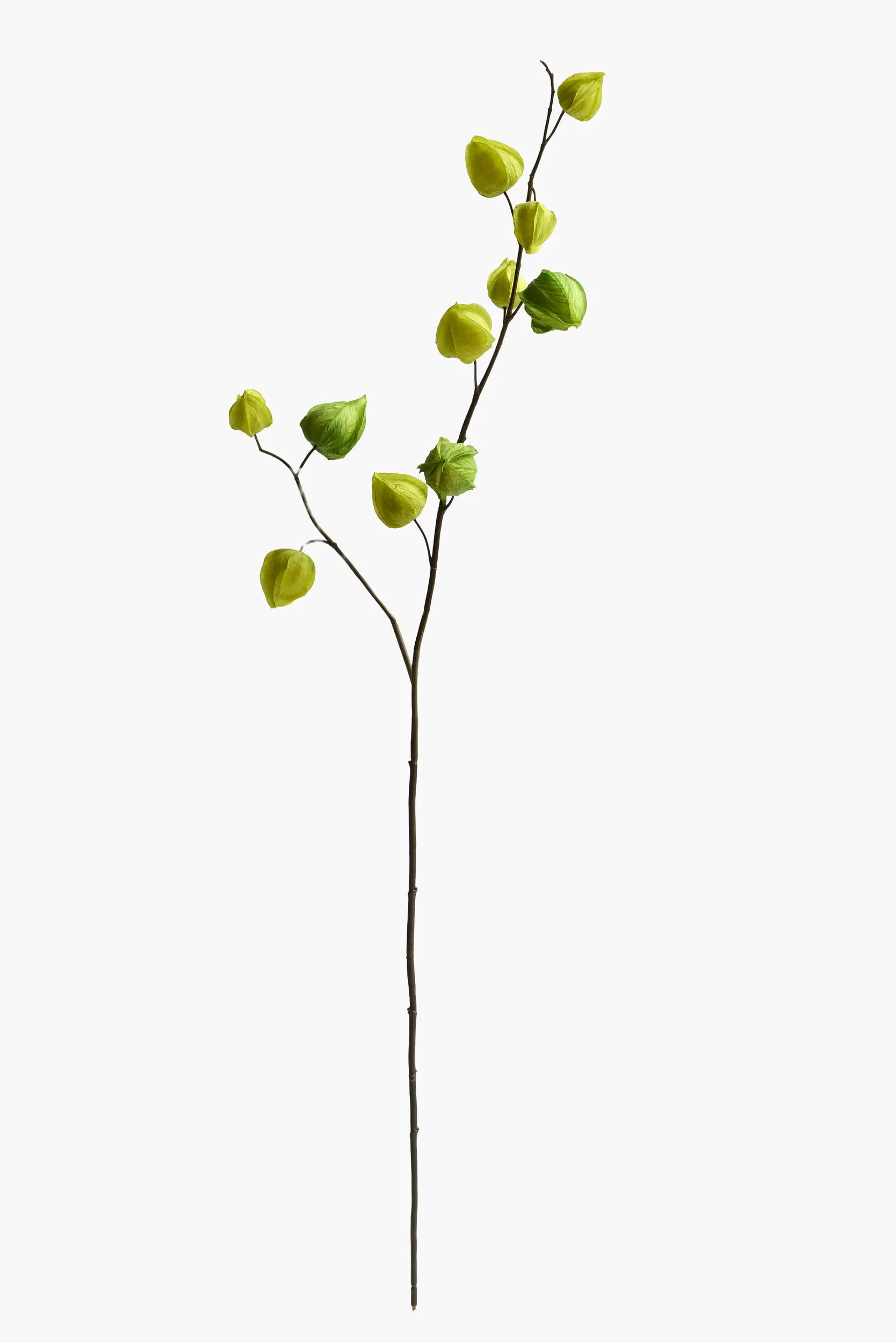 Medium Branch Physalis - Color 09