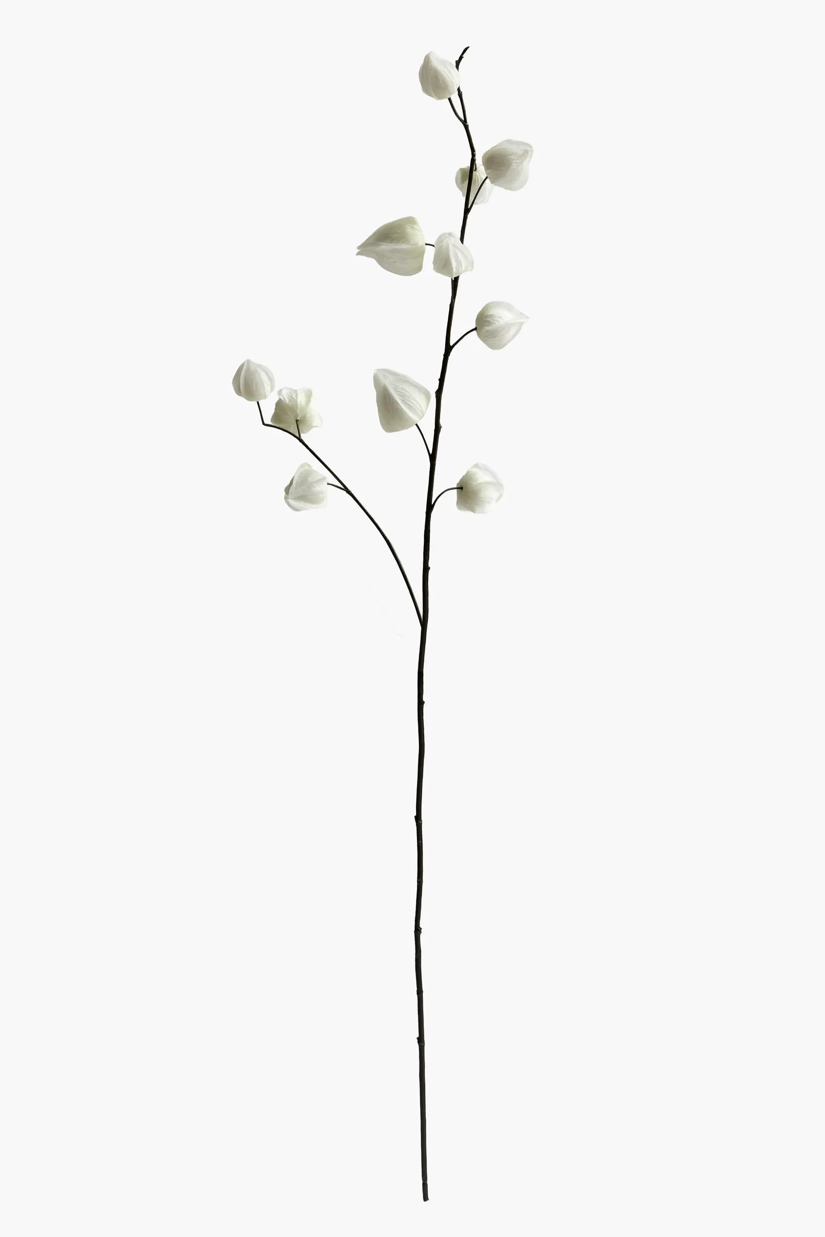 Medium Branch Physalis - Color 14