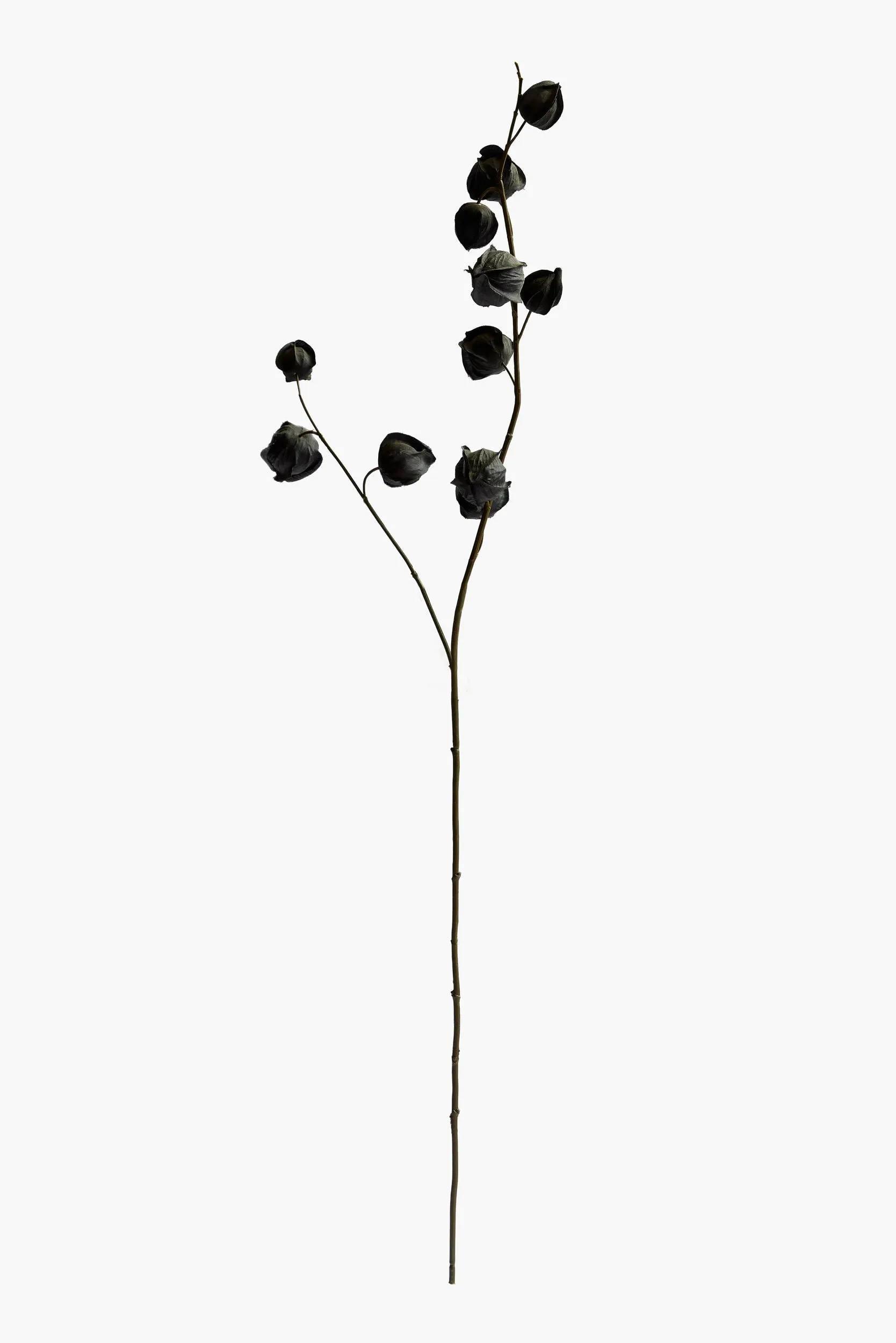 Medium Branch Physalis - Color 15