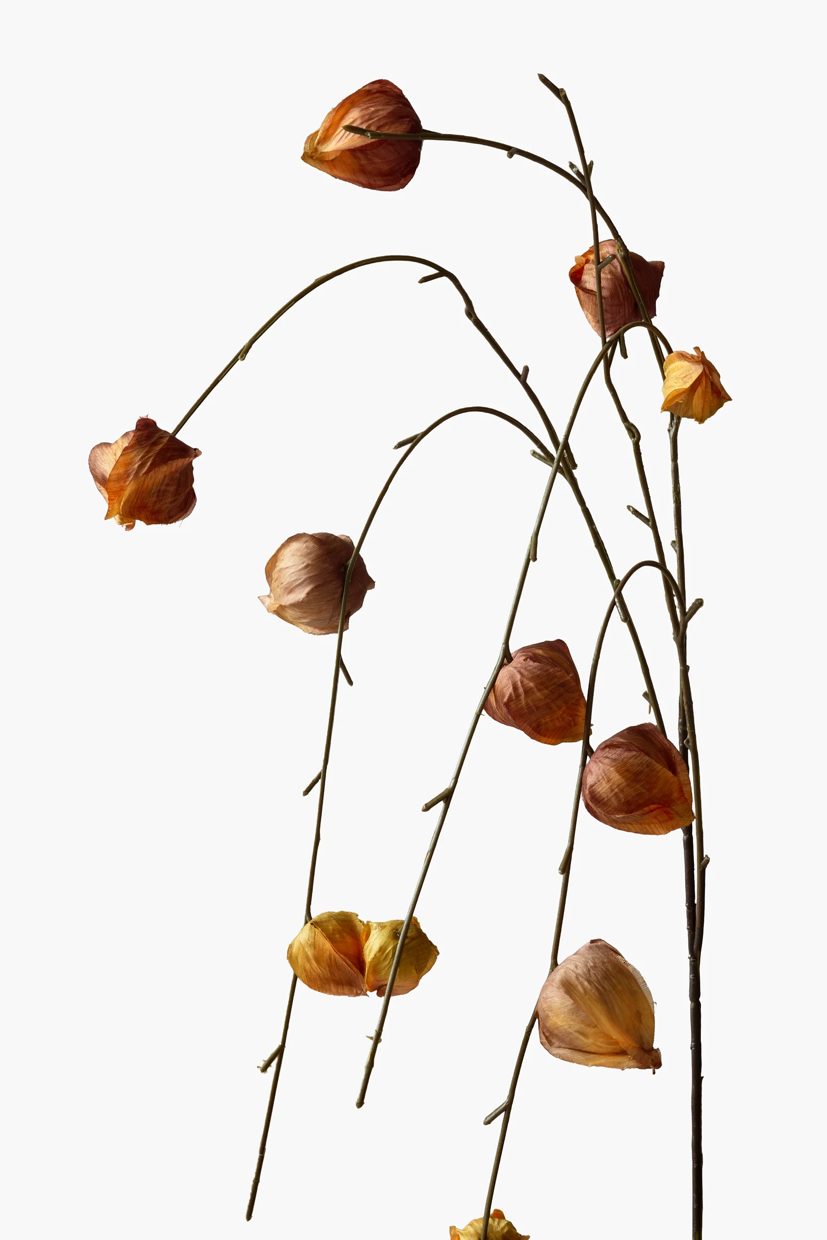 Medium Branch Physalis secondary view