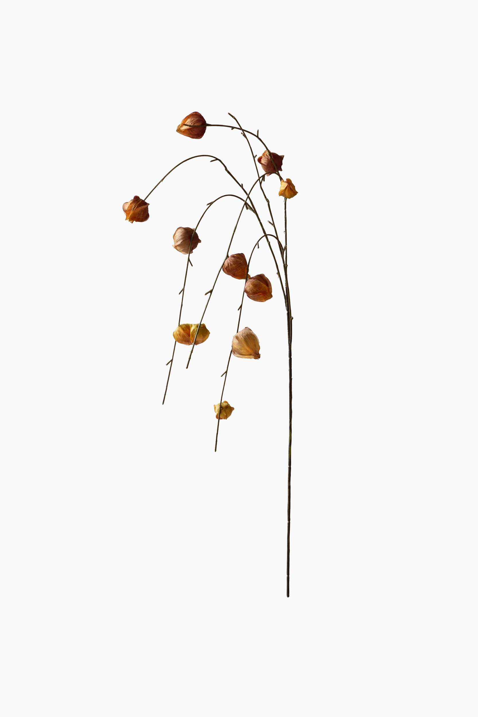 Medium Branch Physalis