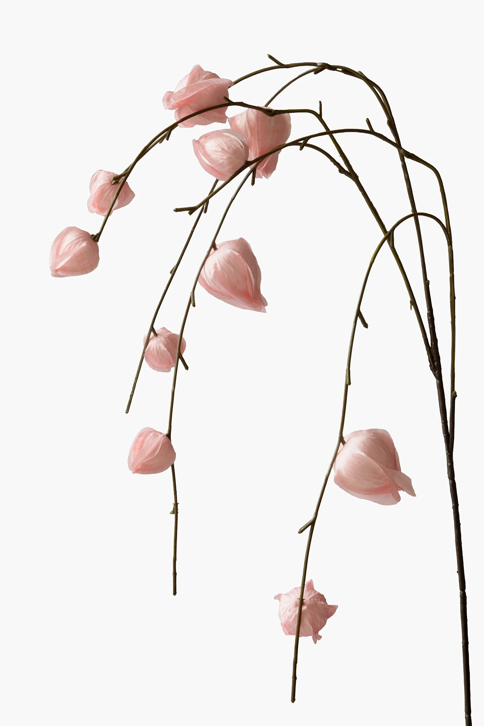 Medium Branch Physalis secondary view