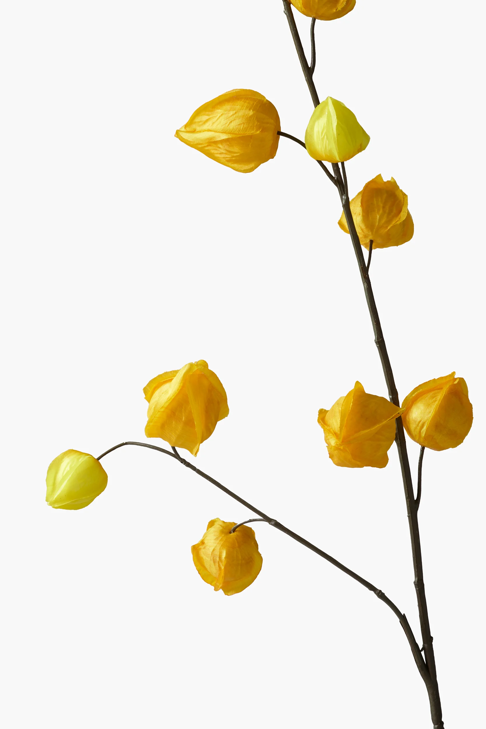 Medium Branch Physalis secondary view