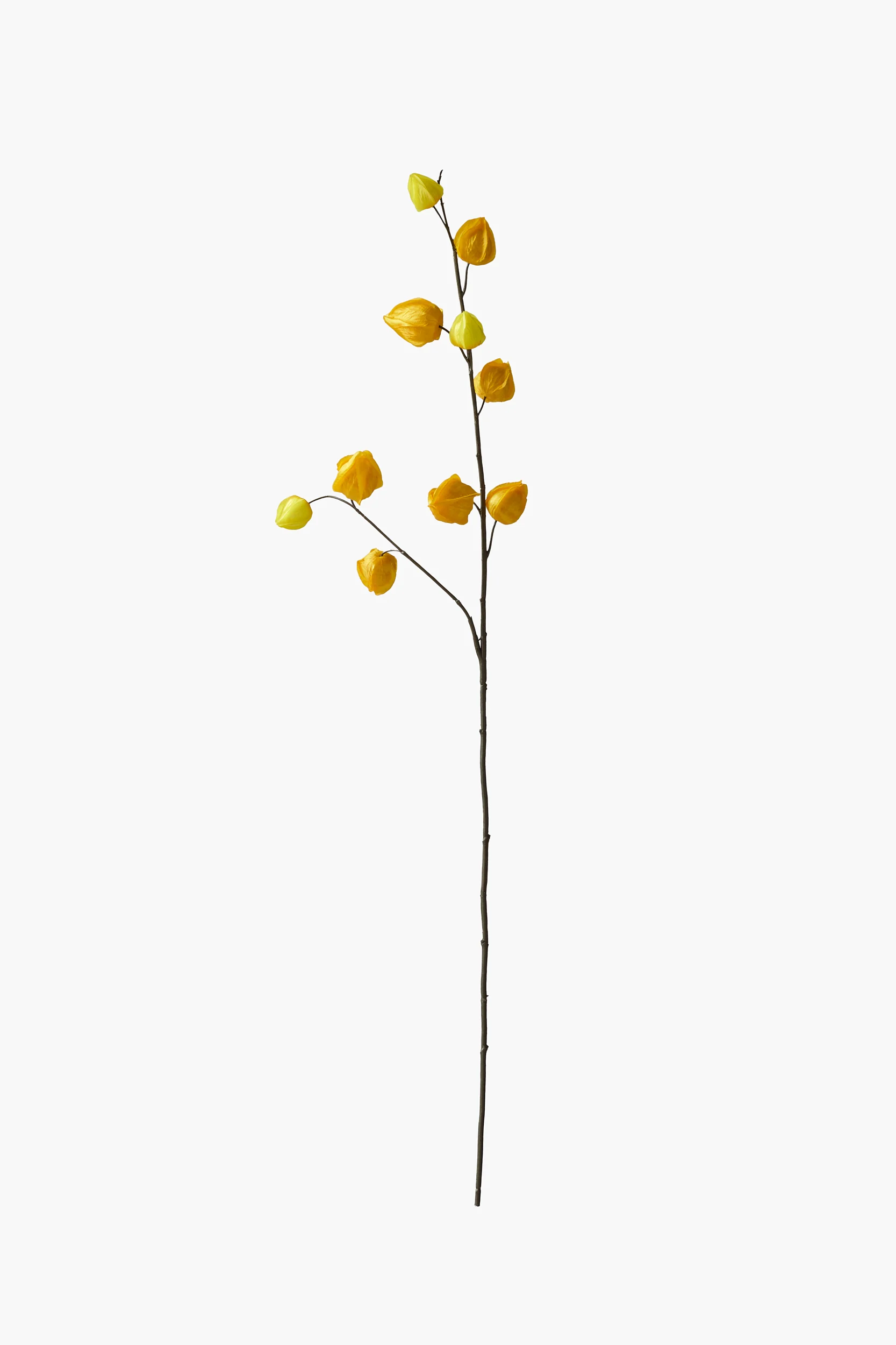 Medium Branch Physalis