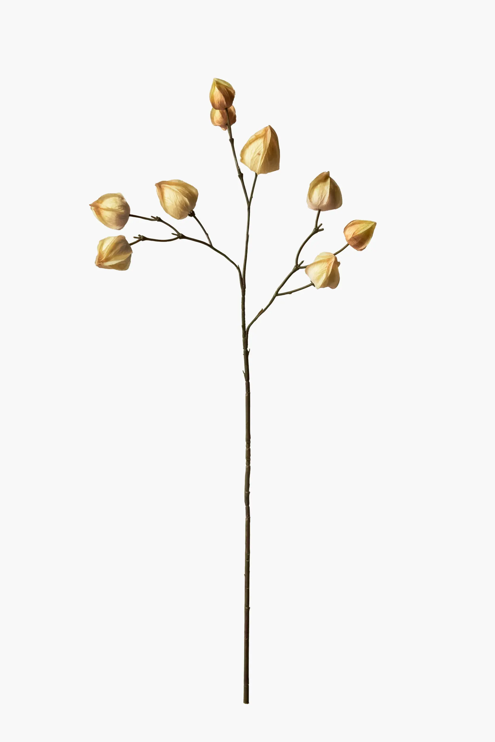 Short Branch Physalis - Light Yellow