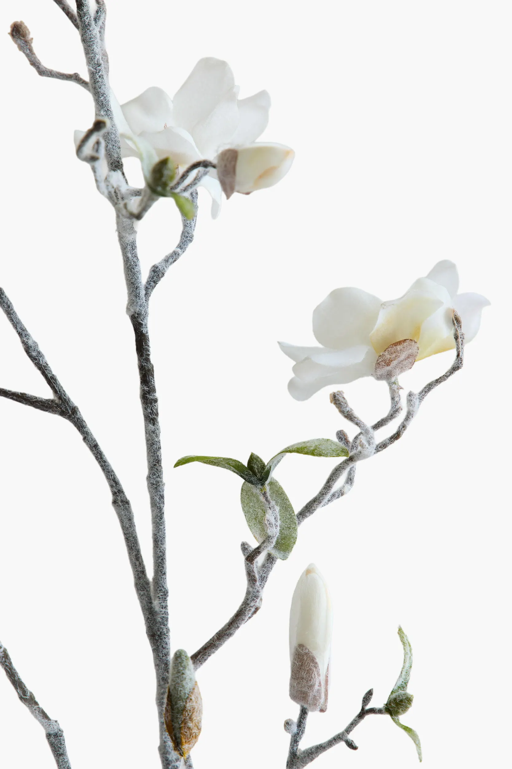 Large Branch Saucer Magnolia - White (Snowed) secondary view