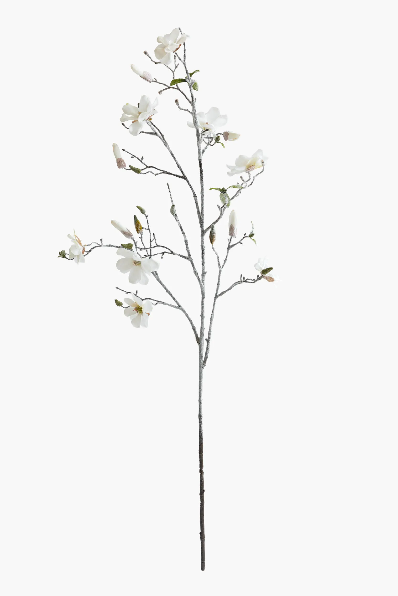 Large Branch Saucer Magnolia - White (Snowed)