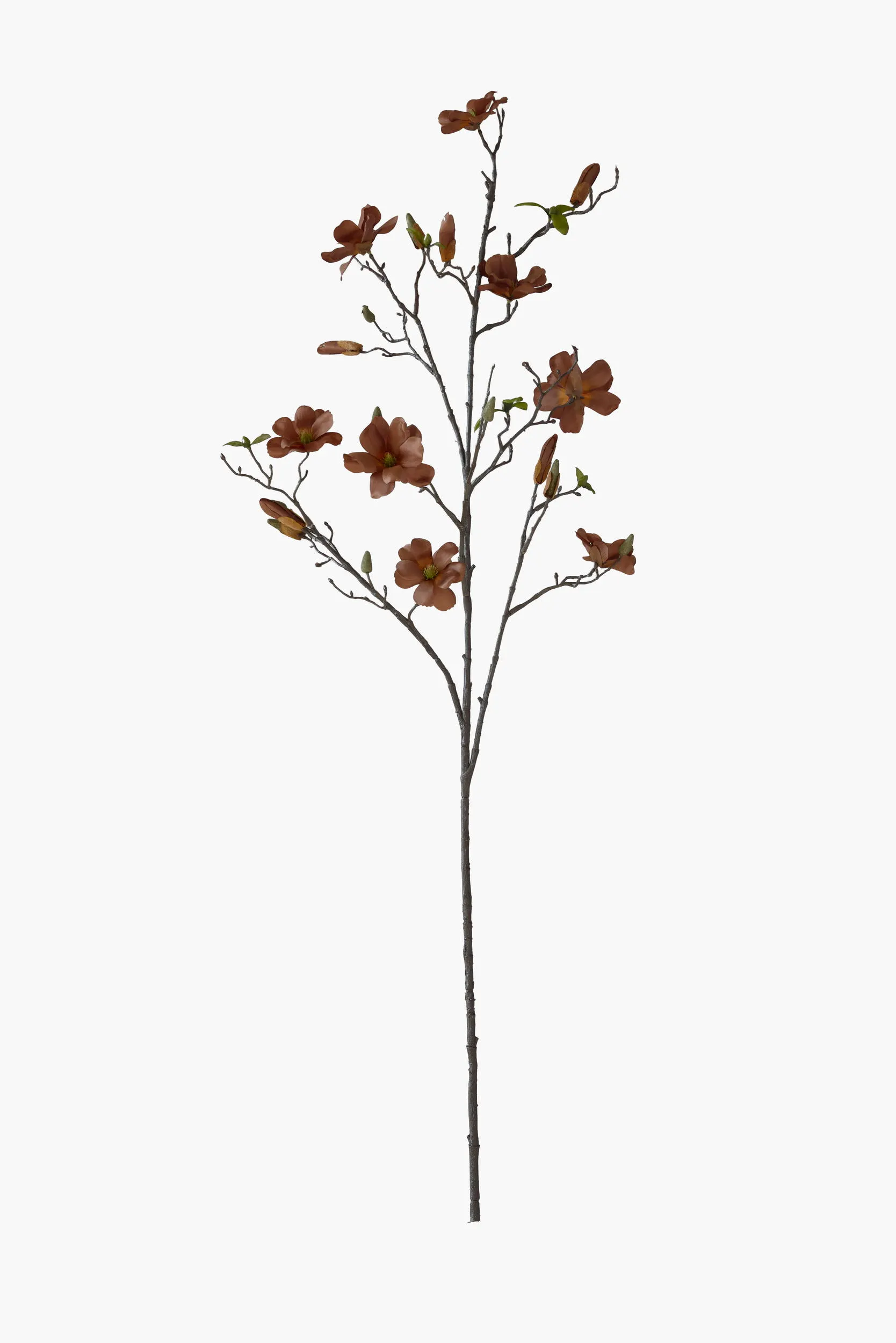 Large Branch Saucer Magnolia - Brown