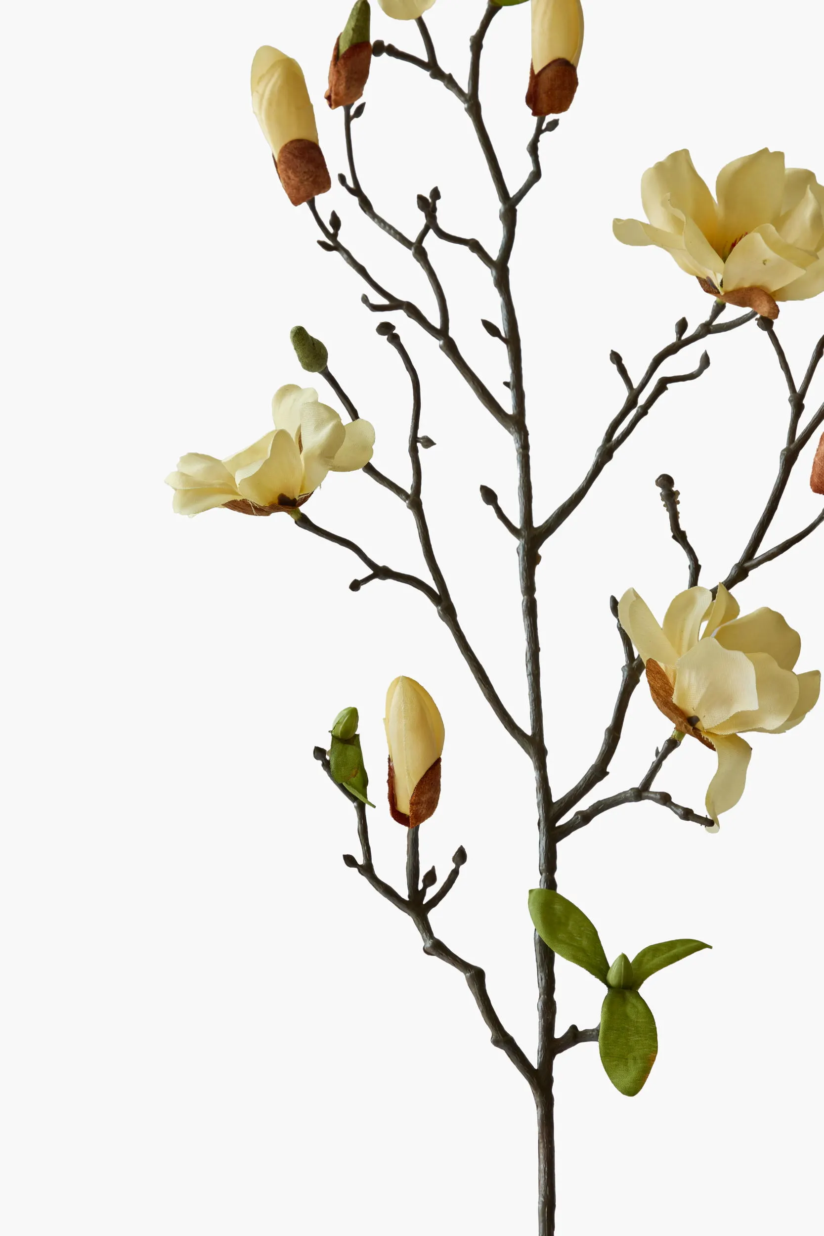 Medium Branch Saucer Magnolia - Yellow secondary view
