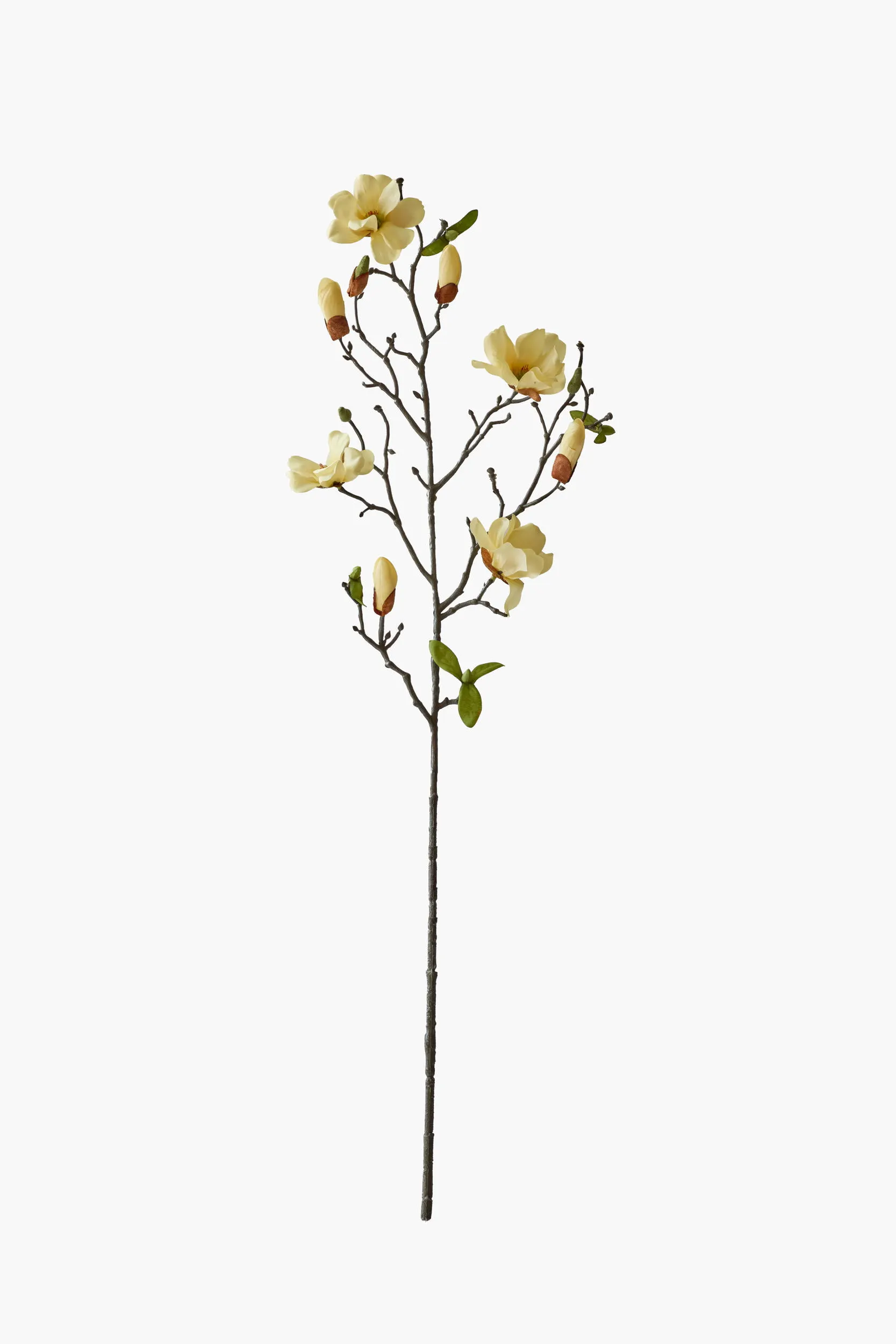 Medium Branch Saucer Magnolia - Yellow