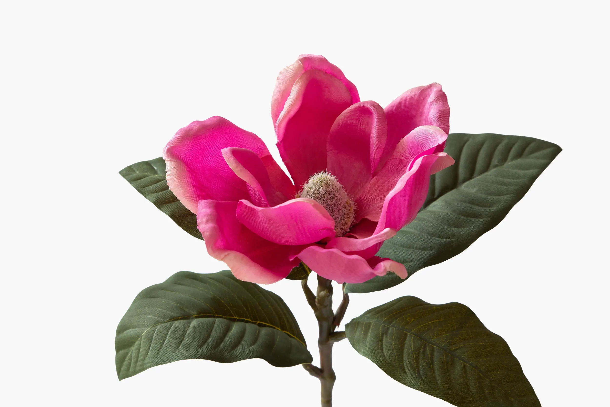 Medium Branch Southern Magnolia - Red secondary view