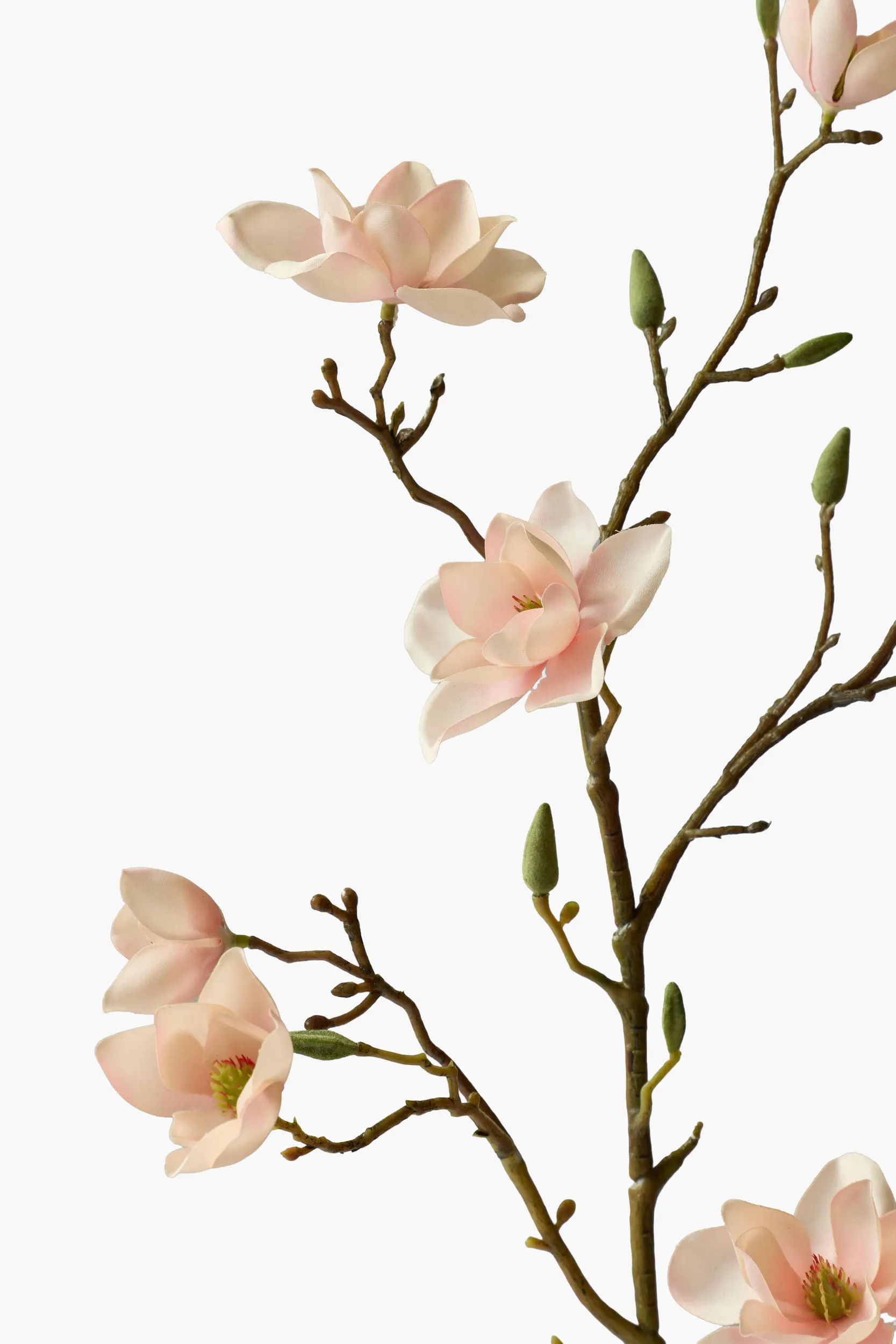 Medium Branch Southern Magnolia - Light Yellow secondary view