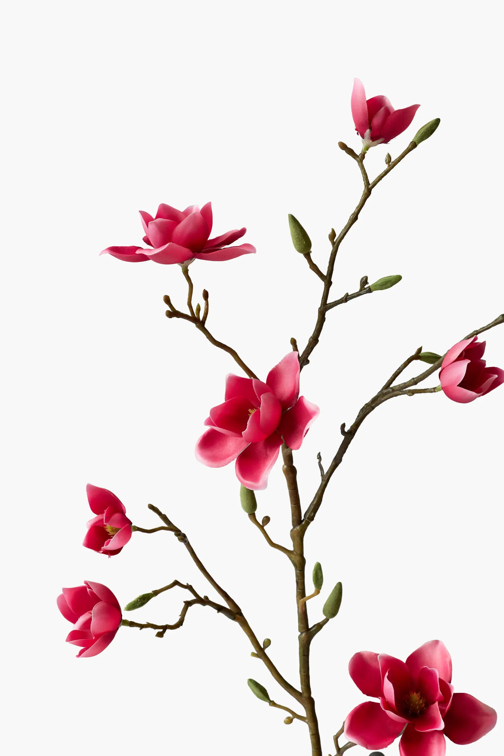 Medium Branch Southern Magnolia - Red secondary view