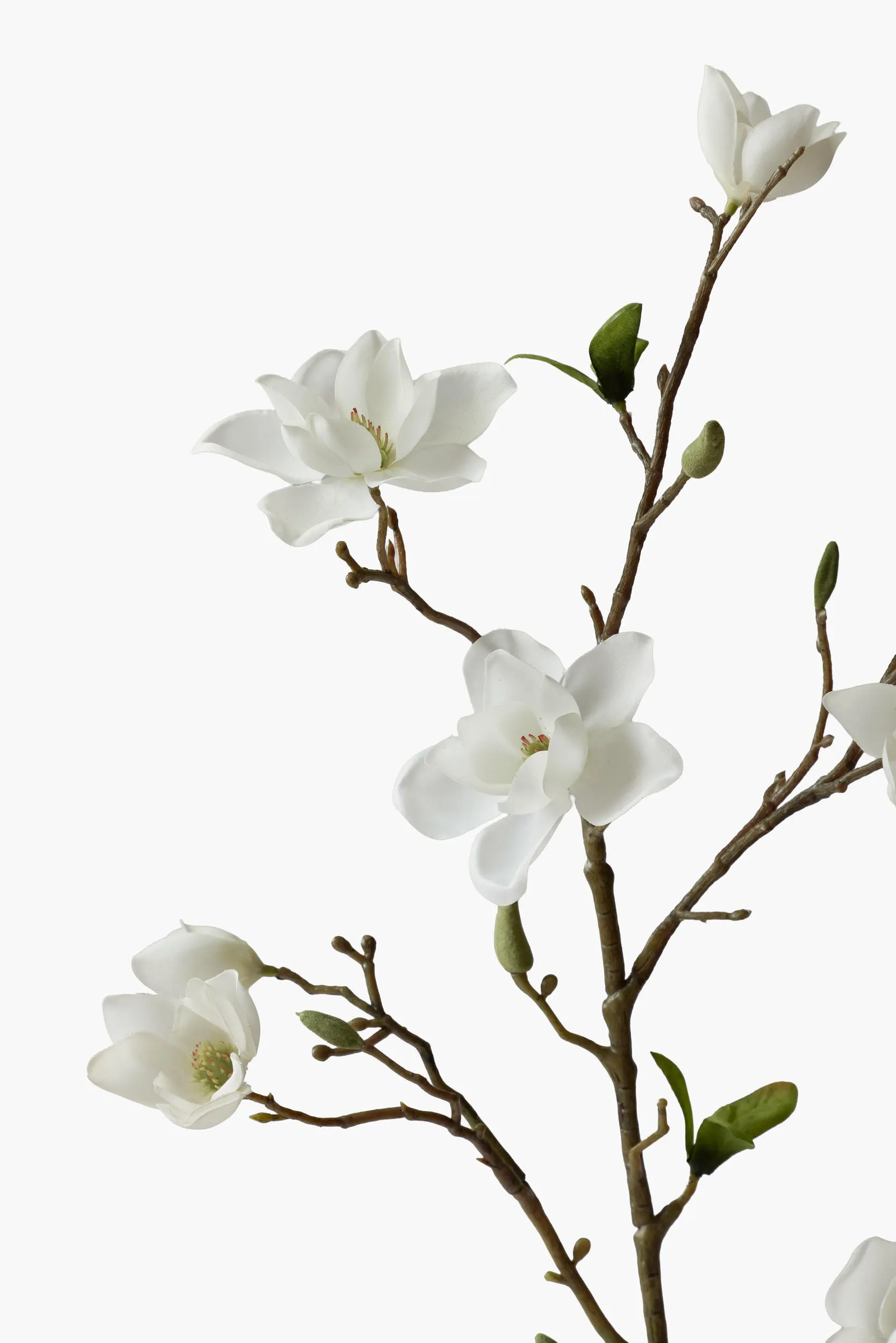 Medium Branch Southern Magnolia - White secondary view