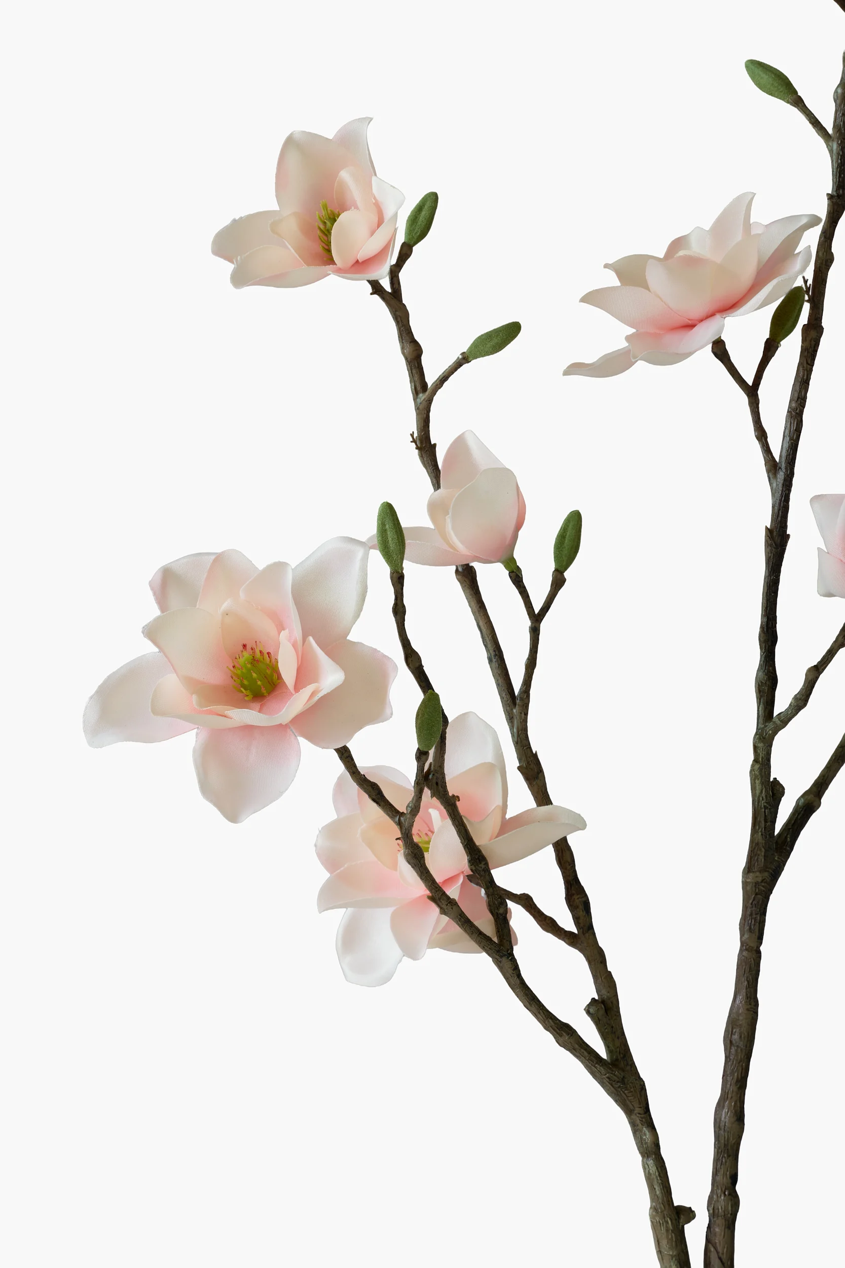 Southern Magnolia - Peach Pink secondary view