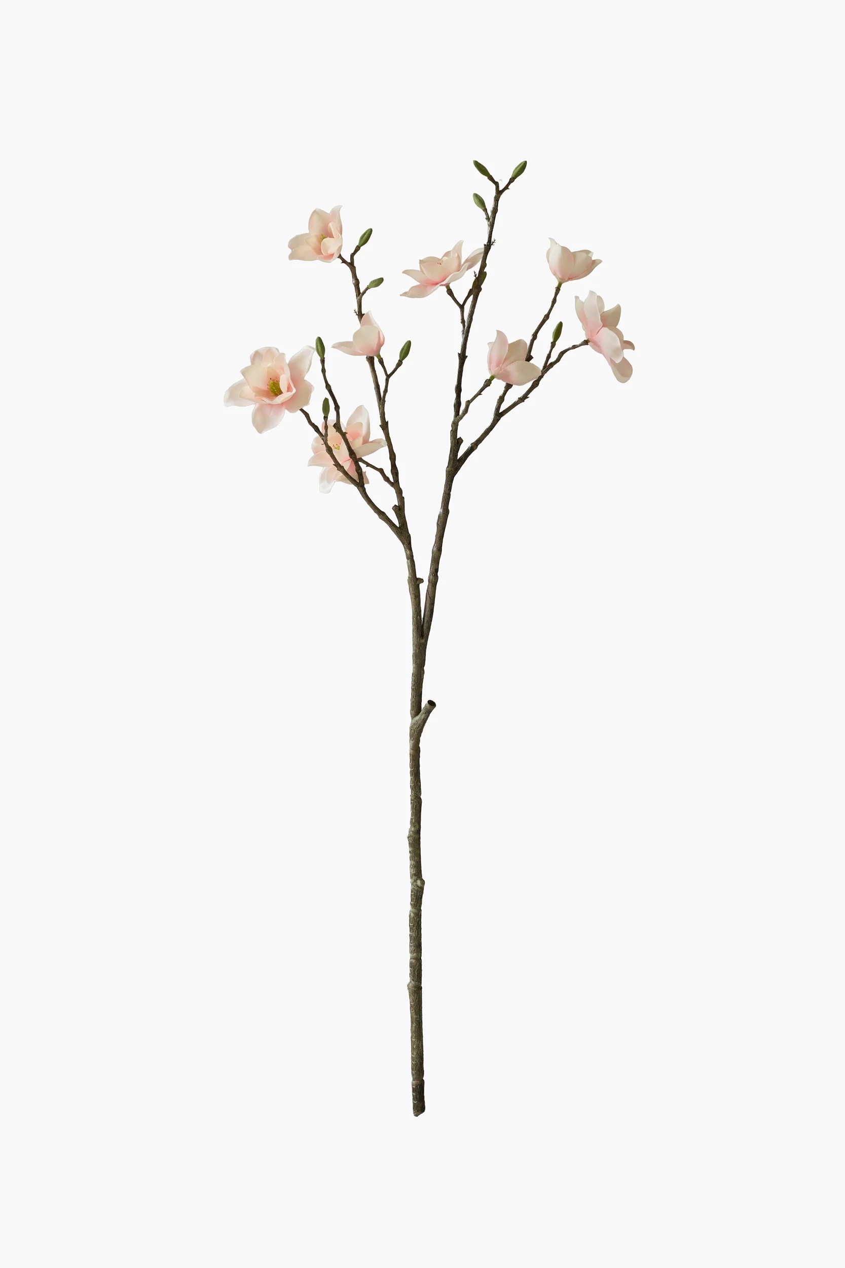 Southern Magnolia - Peach Pink