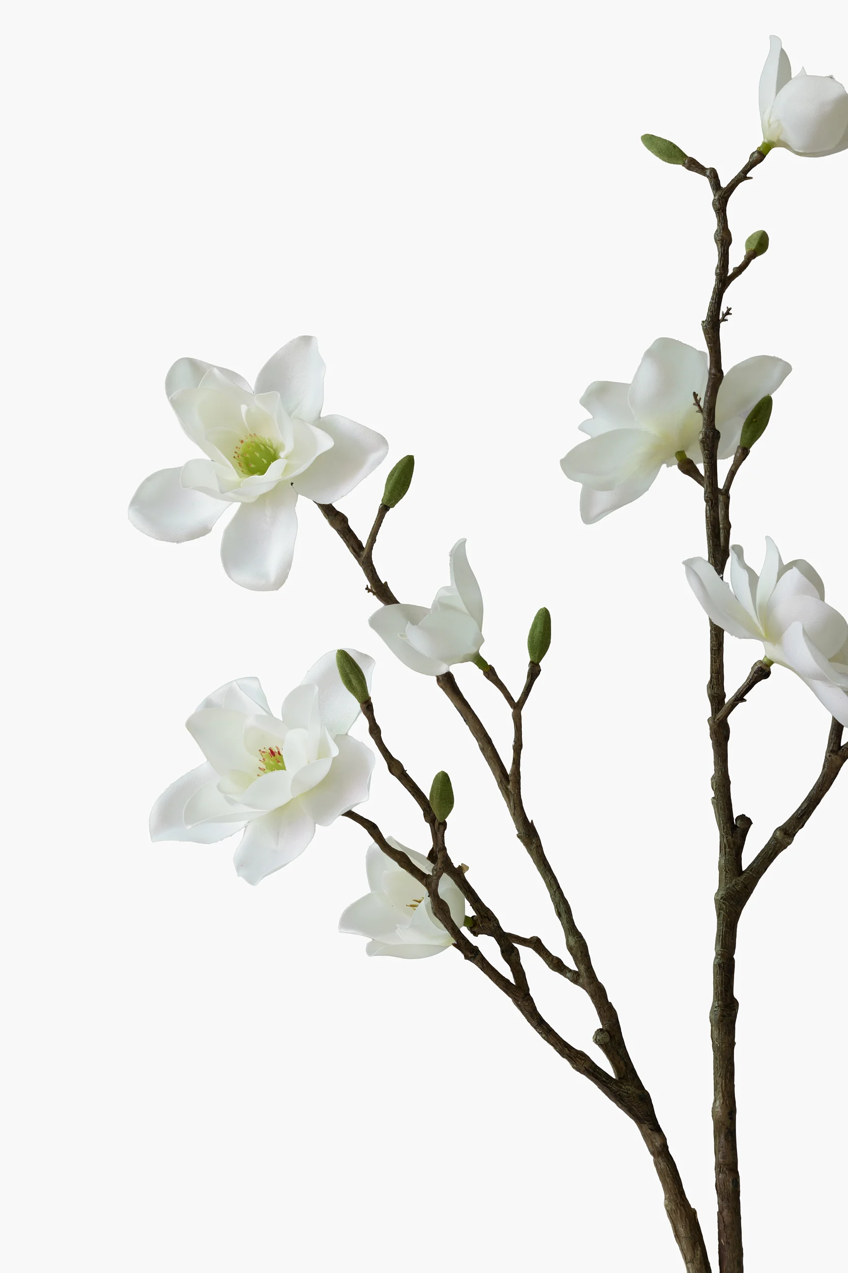 Southern Magnolia - White secondary view