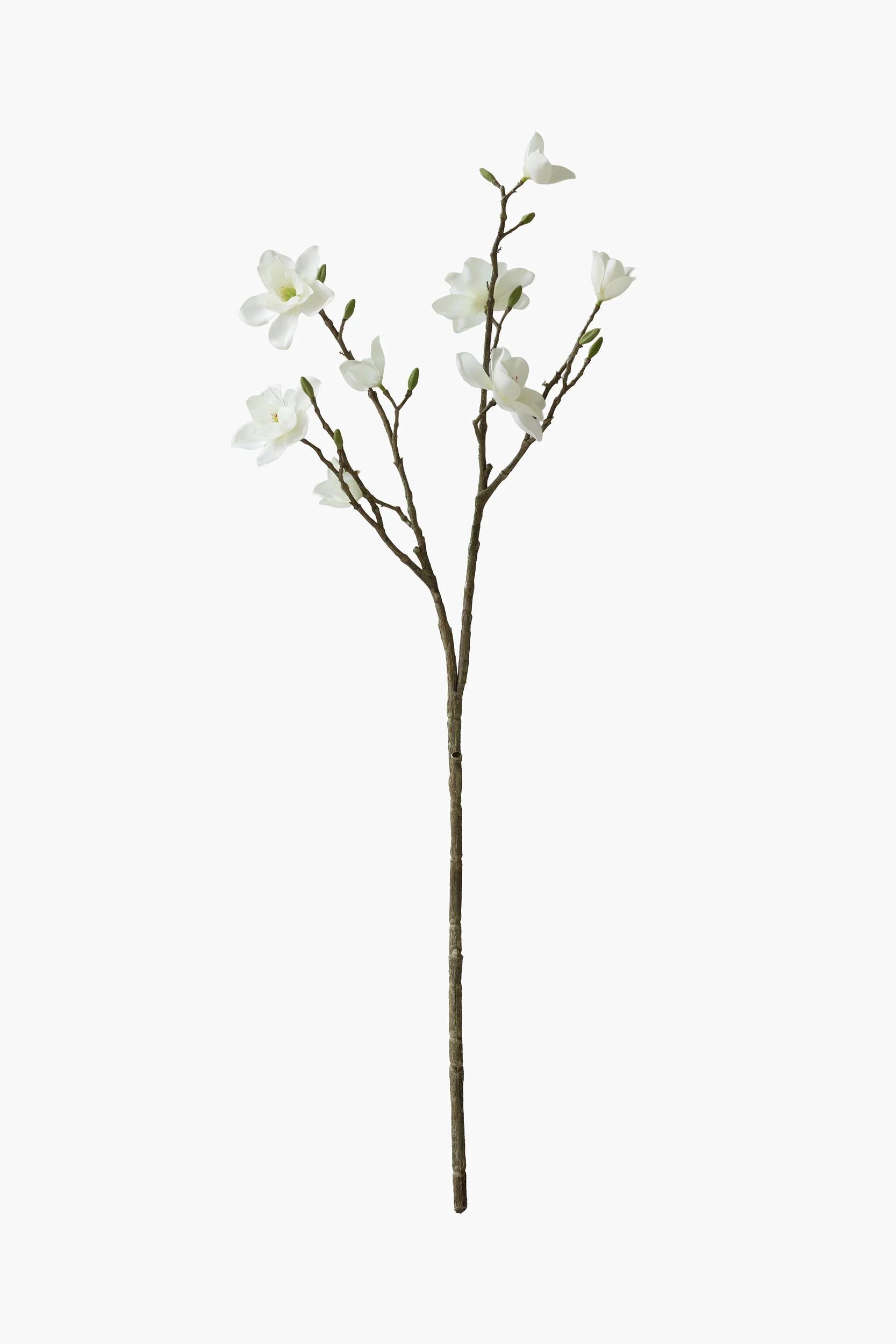 Southern Magnolia - White