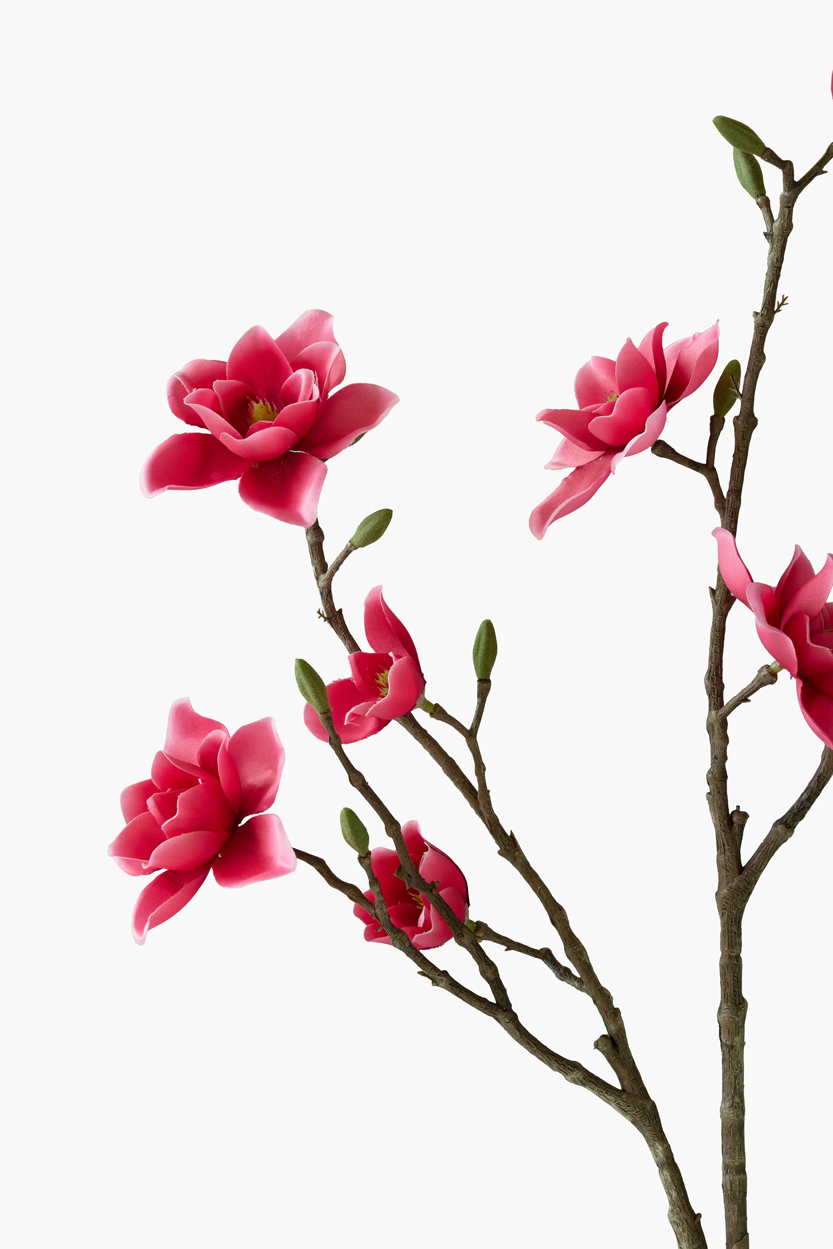 Southern Magnolia - Red secondary view