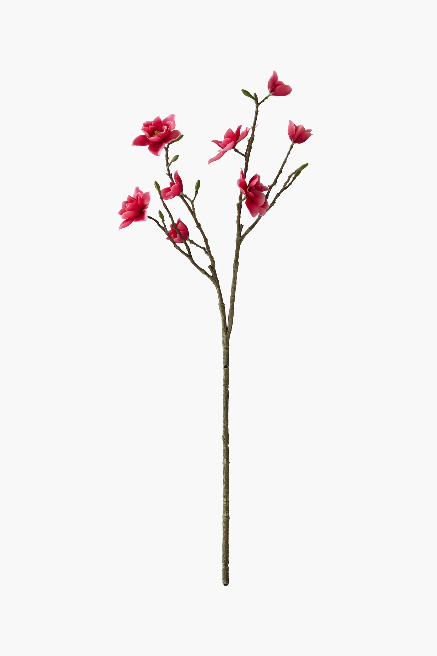 Southern Magnolia - Red