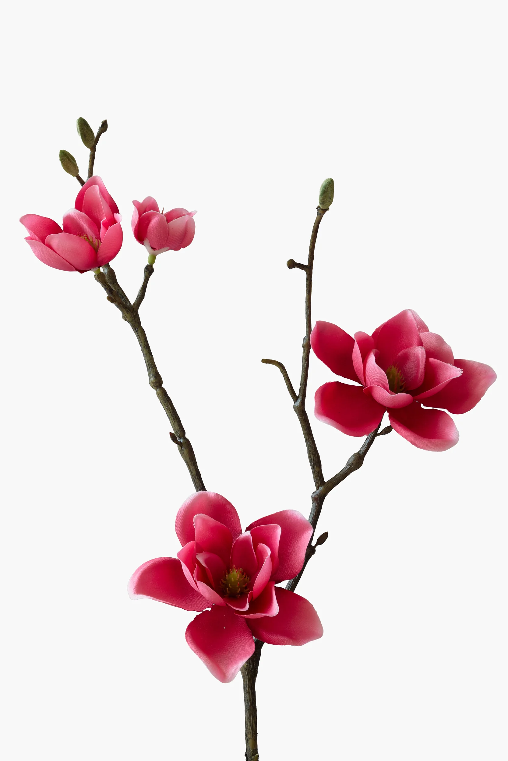 Short Branch Southern Magnolia - Red secondary view