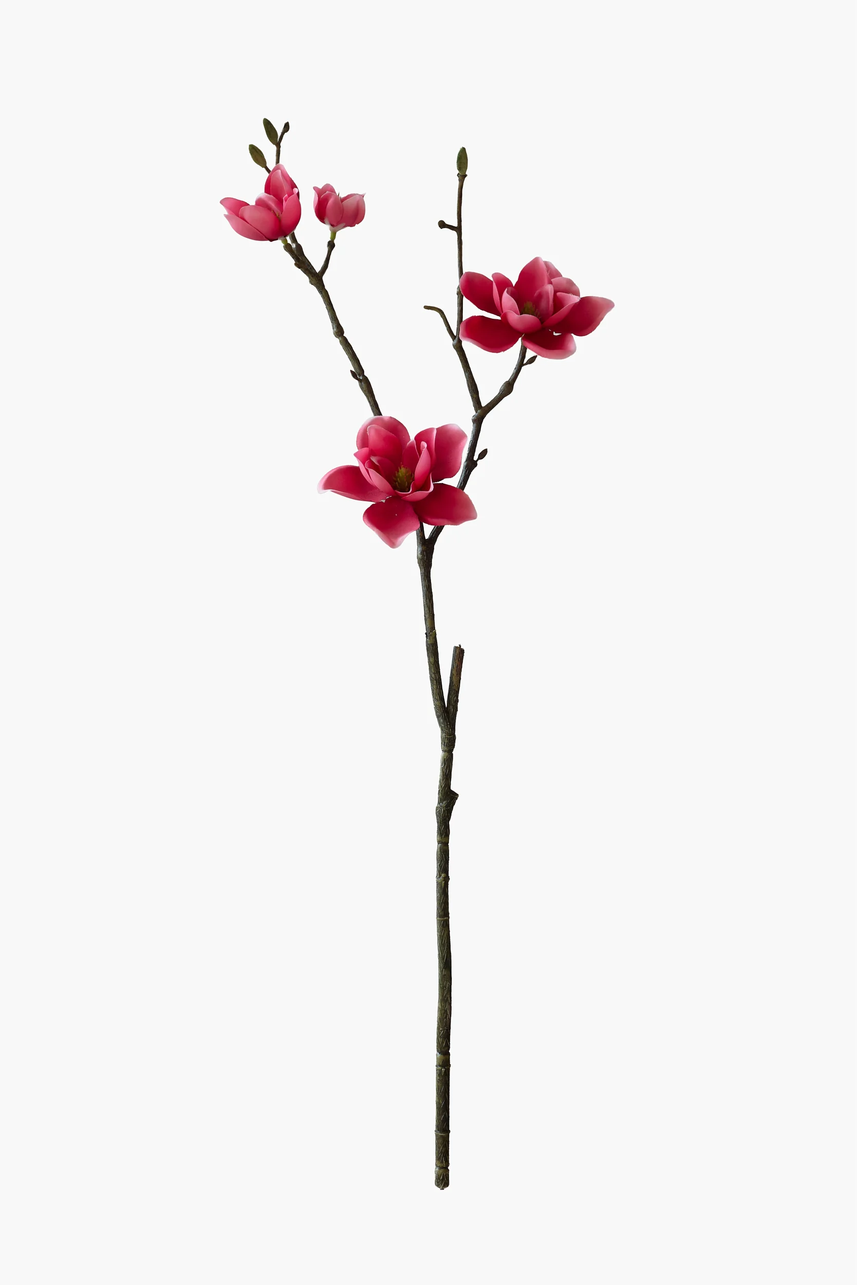 Short Branch Southern Magnolia - Red