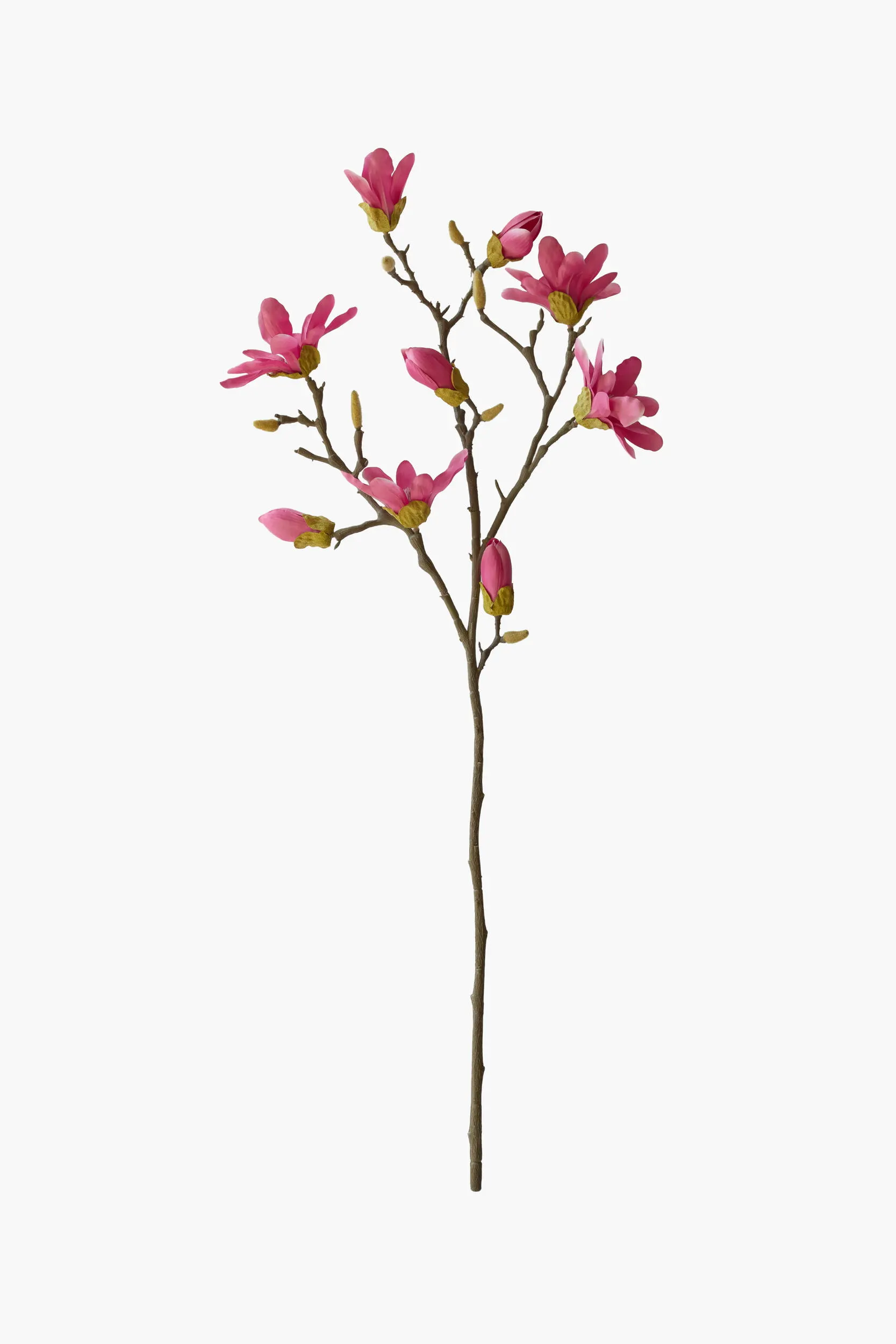 Large Branch Star Magnolia - Pink (Thorned Branch)