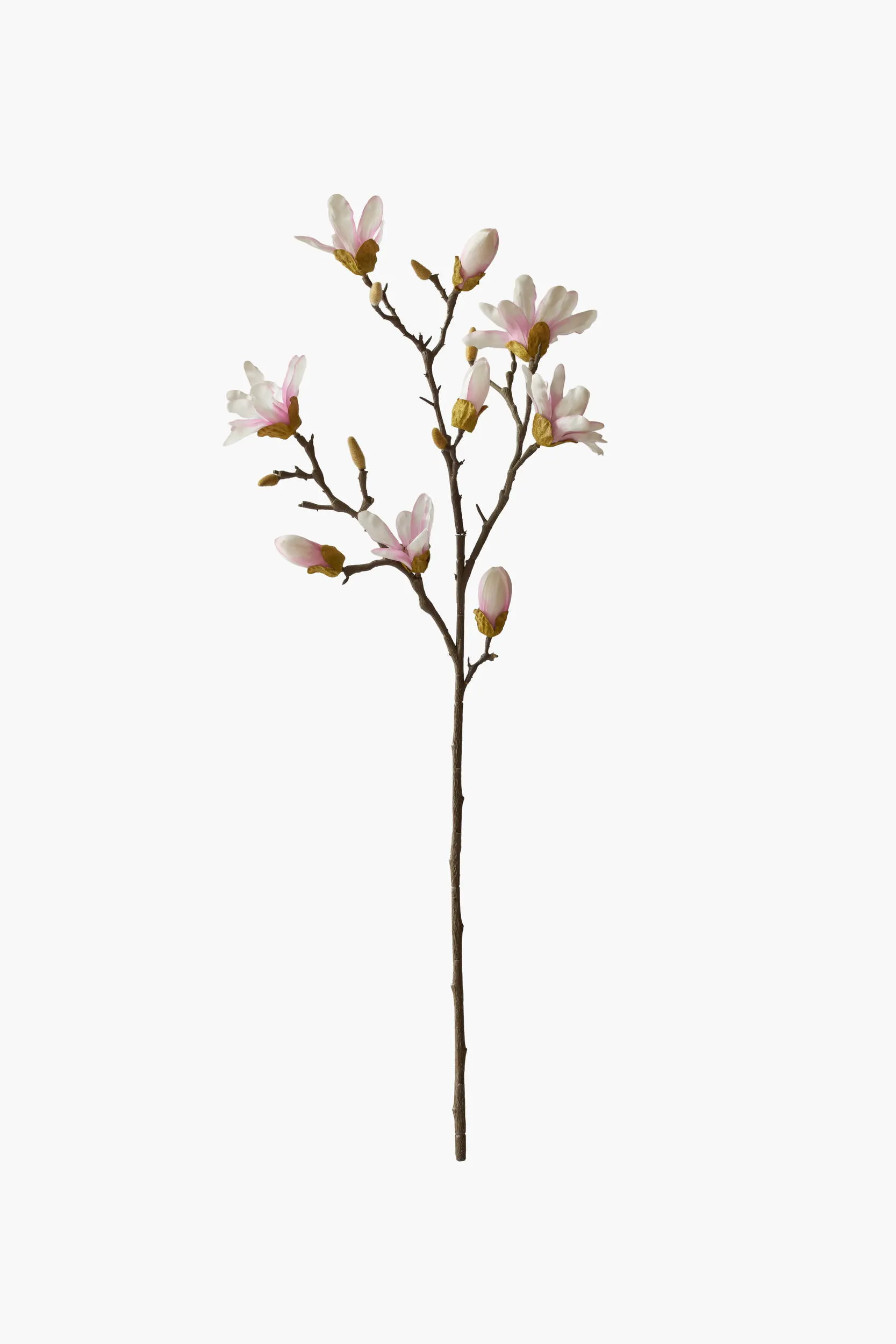 Large Branch Star Magnolia - Light Pink (Thorned Branch)