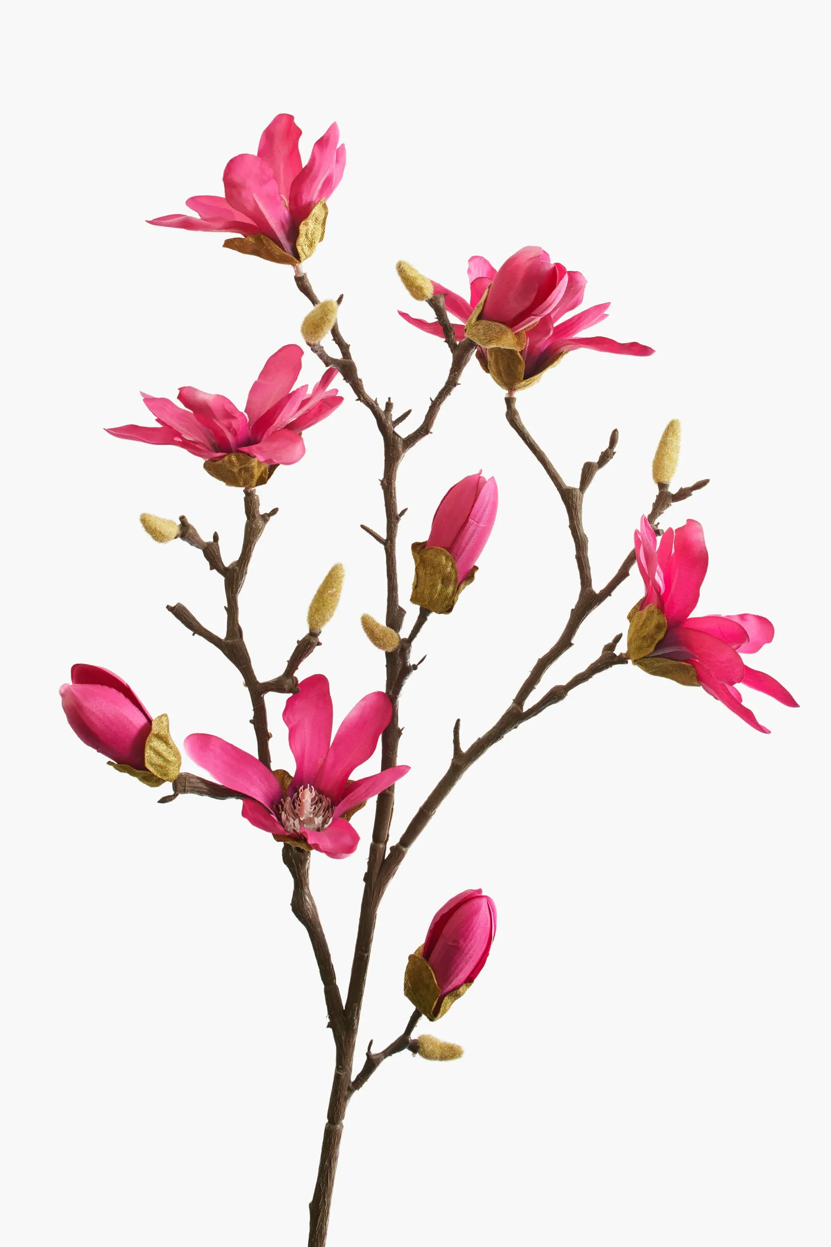 Large Branch Star Magnolia - Red (Thorned Branch) secondary view