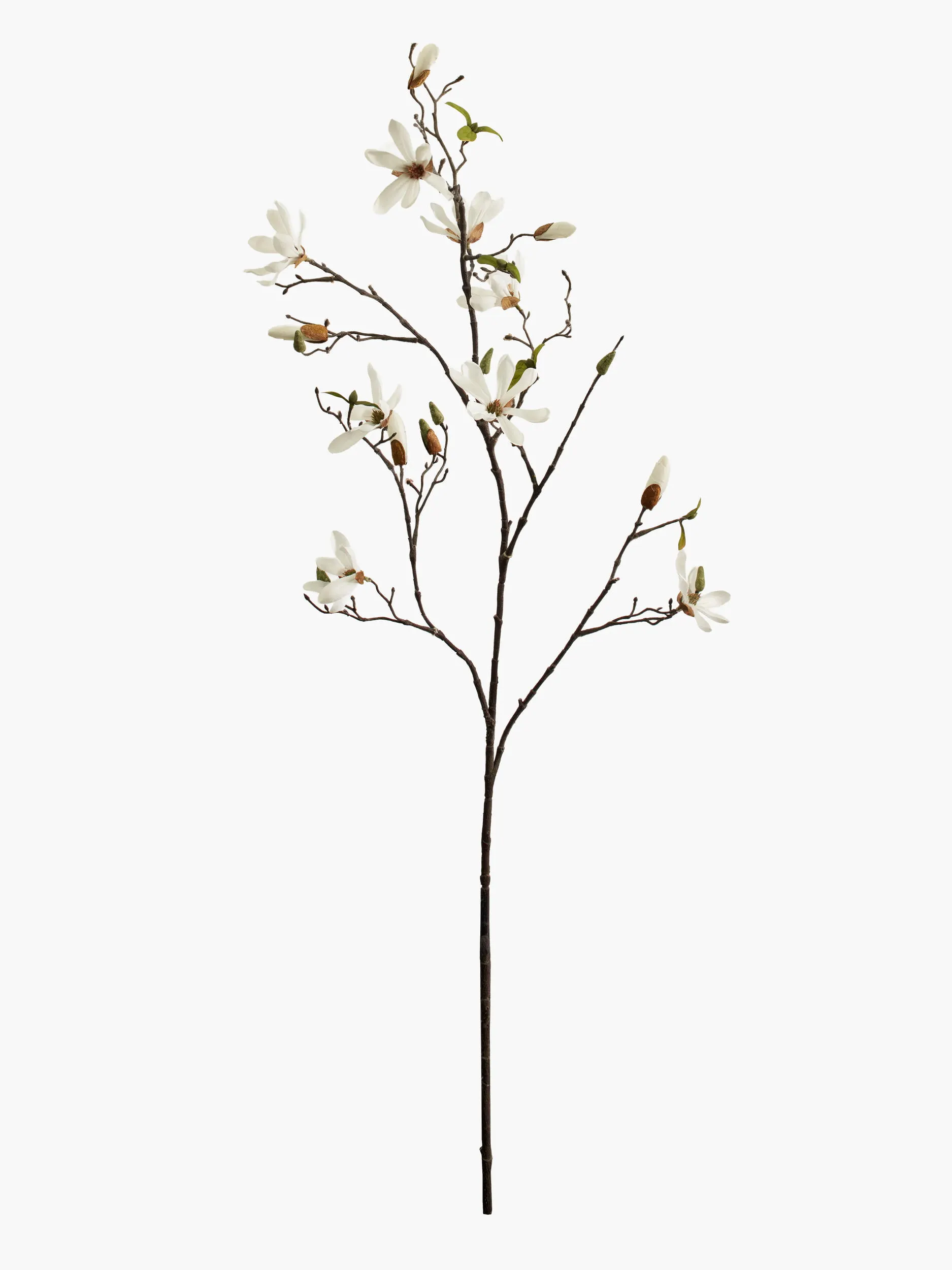 Large Branch Star Magnolia - White