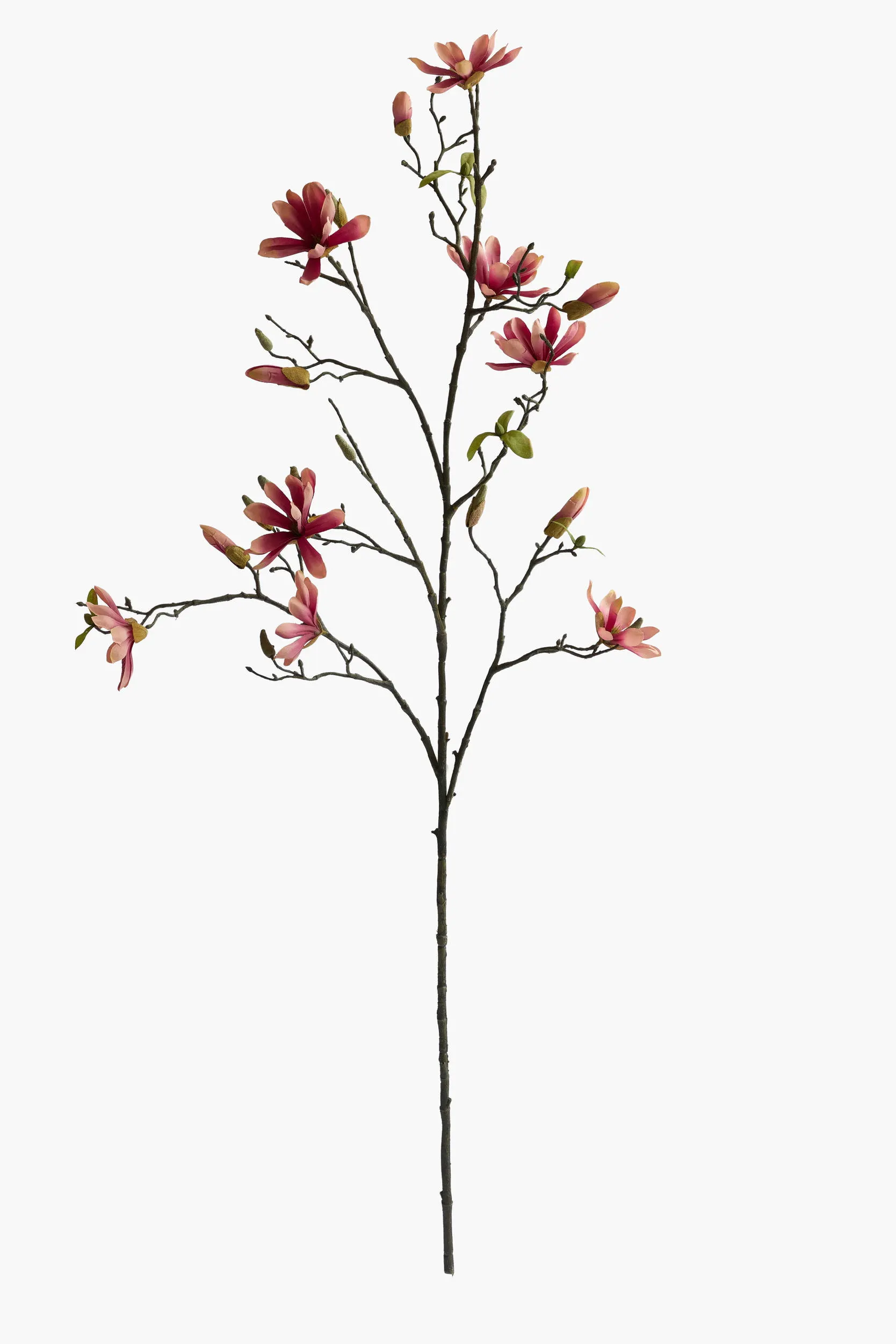 Large Branch Star Magnolia - FuchiaPink