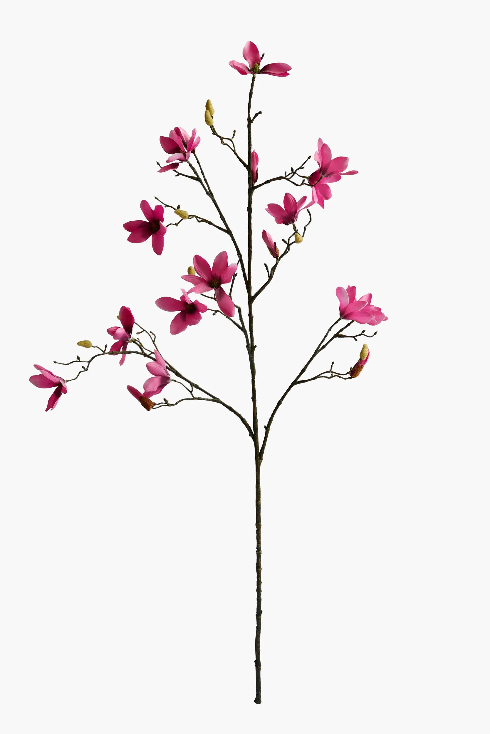 Large Branch Star Magnolia - Red