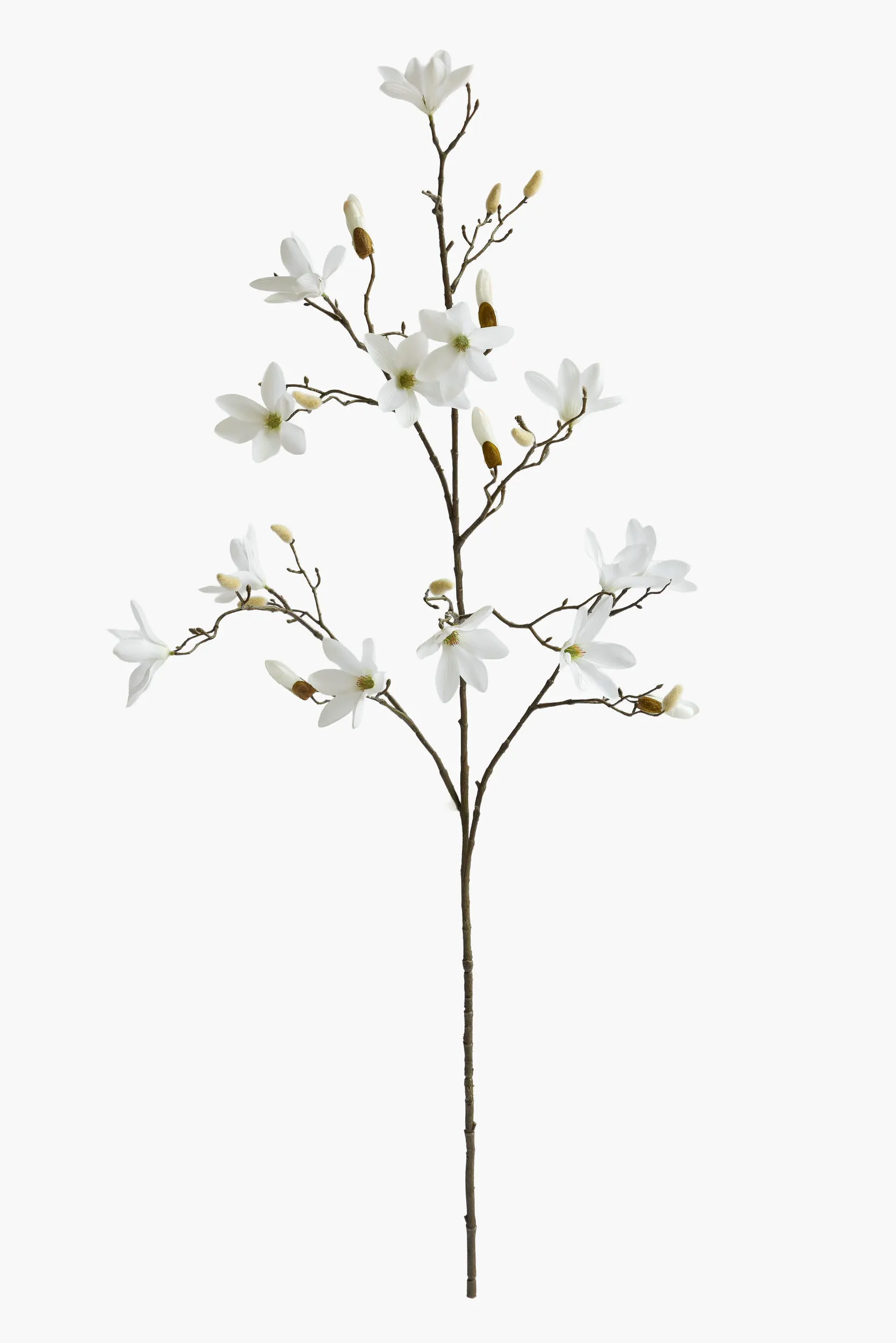 Large Branch Star Magnolia - White