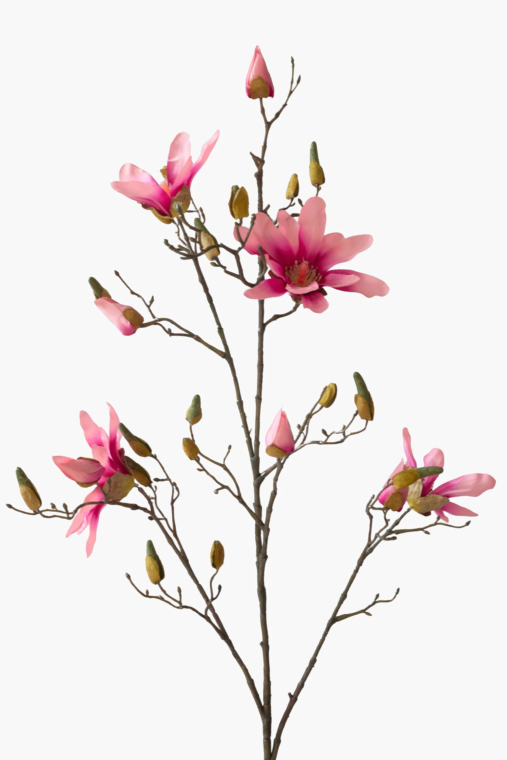Large Branch Star Magnolia secondary view