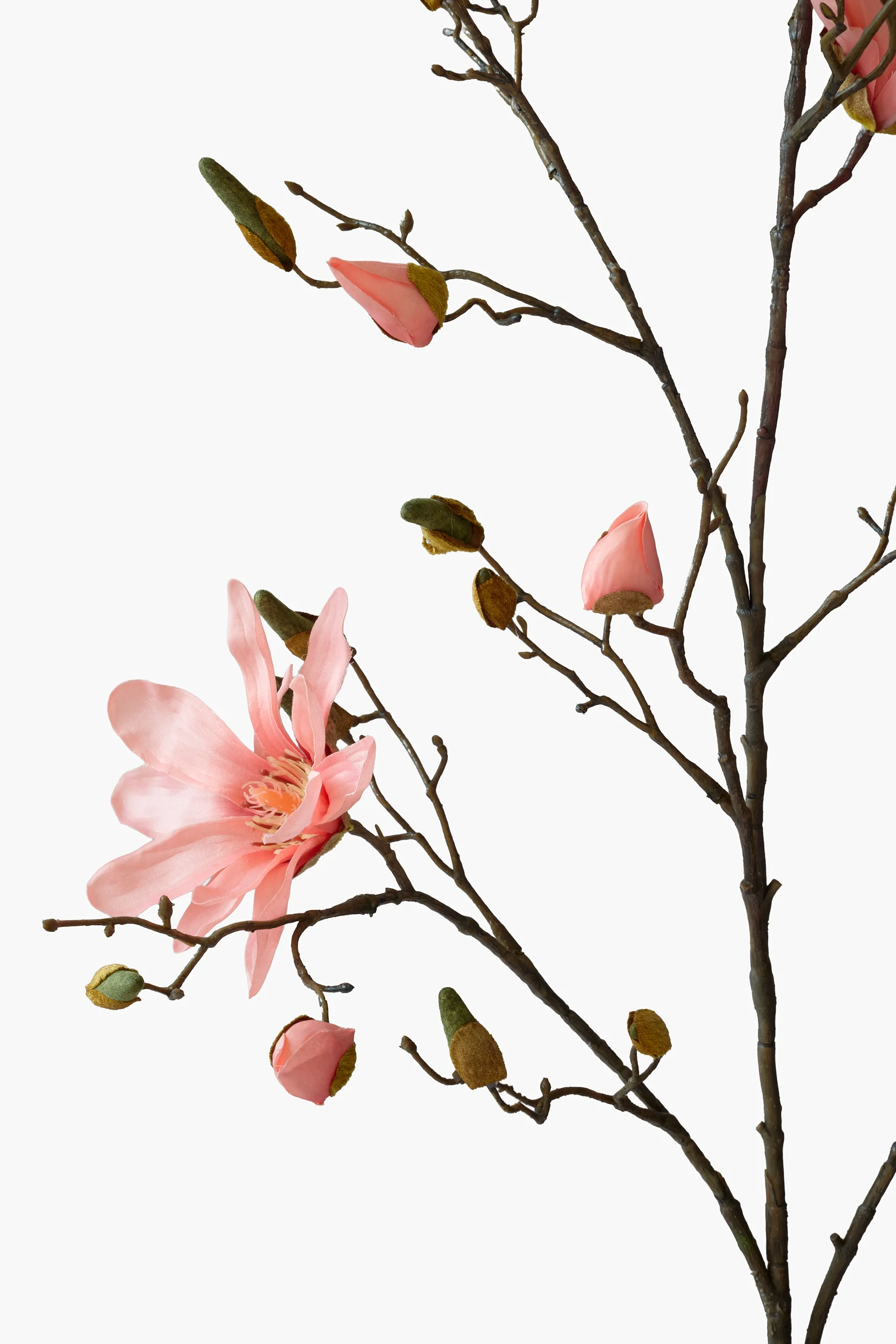 Large Branch Star Magnolia - Peach Pink secondary view