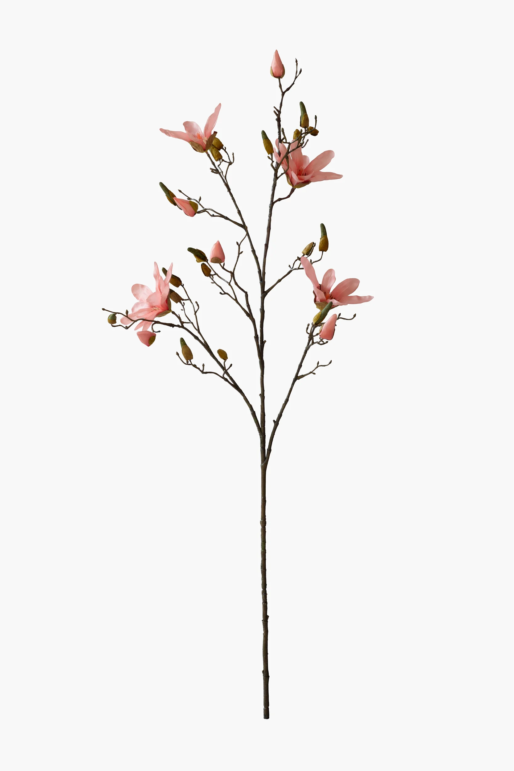 Large Branch Star Magnolia - Peach Pink