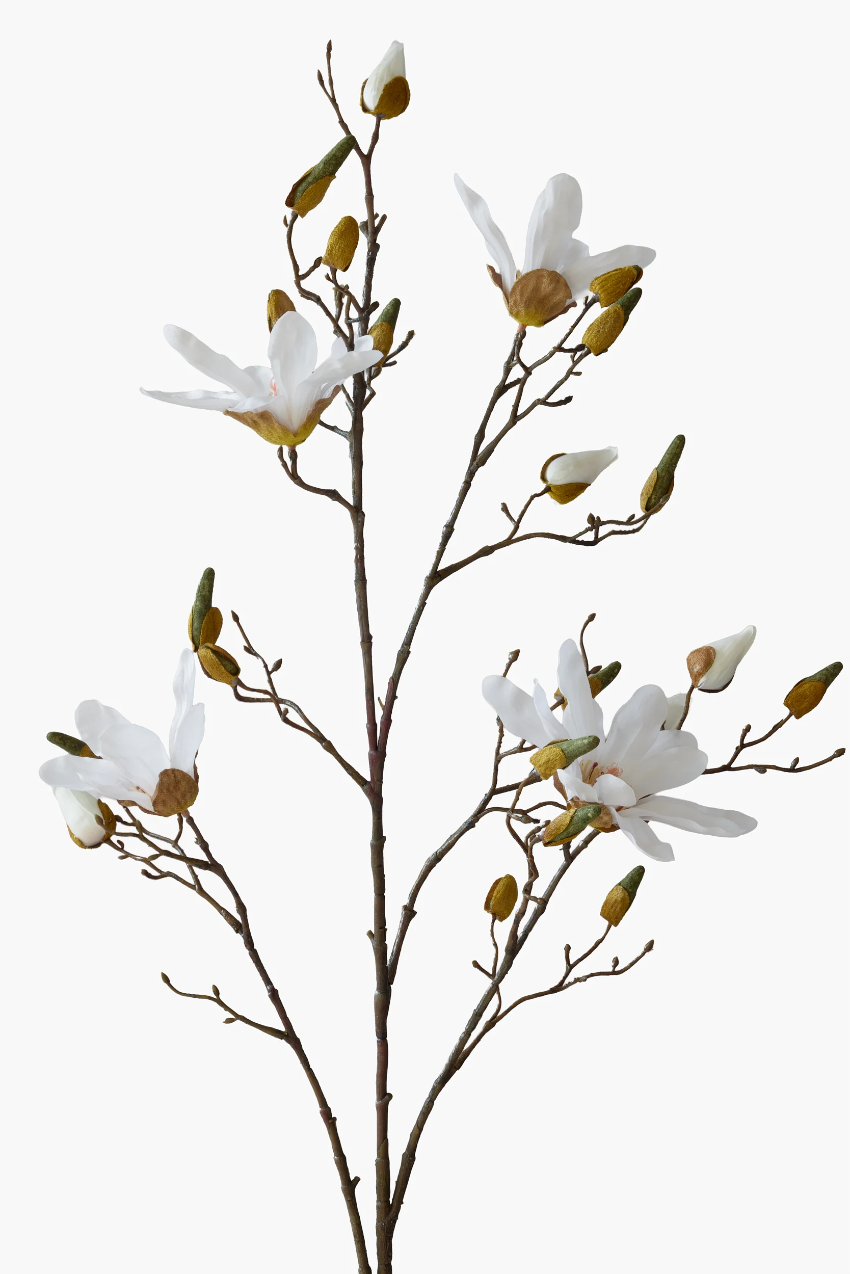 Large Branch Star Magnolia - White secondary view